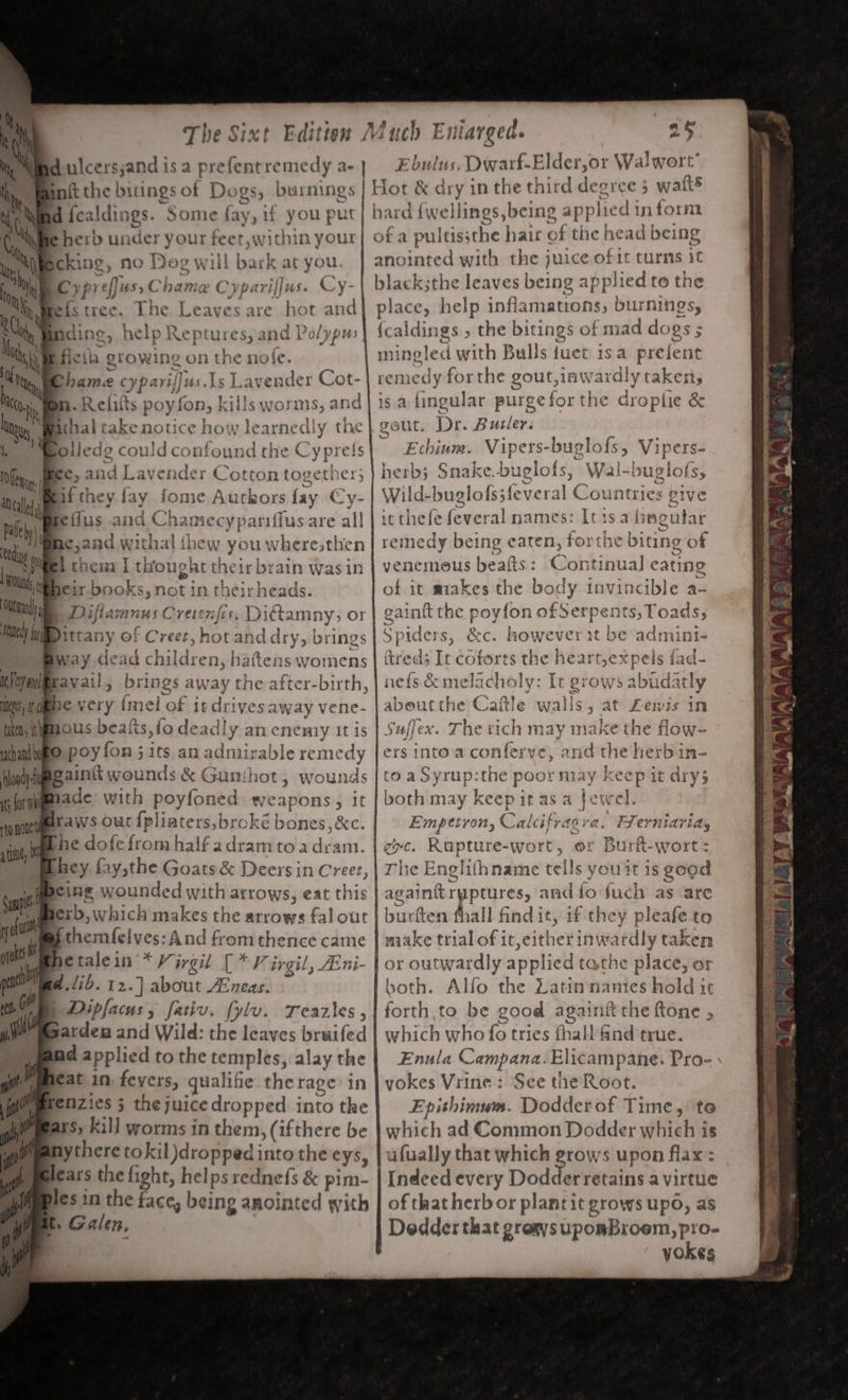 Wd-ulcersjand is a prefentremedy a- | Ebulus, Dwarf-Elder,or Walwort’ inft the bitings of Do 19) burnings | Hot &amp; dry in the third deorce 5 ; waits id {caldings. Some fay, if you put | hard {wellings, being applied in form herb under your feet,within your| ofa pultiss the hair of the head being “a Bcking, no Do g will inet at you. | anointed with the juice of it turns 1¢ Cy preffus, Cl ame Cyparifjus. Cy- black;the leaves Roe applied to the e{istree. The Leaves are hot and| place, help inflamations; burnings, ding, help Reptures, and Polypus {caldings , the bitings of mad dogs ; ; filet growing on the nofe mil 1gled with Bulls {uet isa prefent hame cyparif]u is.1s L avender Cot- eG edy forthe gout,iawa idly takers iy, [ON Relatts poyfon, kills w oss, and | isa fingular purgeforthe droplie &amp; thal take notice how learnedly the | gout. Dr. Builer. olledg could confound the Cypreis ~ Echinm. Vipers- buglofs, Vi 4 Pica e, and Lavender Cotton togethe: herb; Snake. buglofs, Wal-bugiofs, if they fay fome Autkors fay @y- | Wild- buglofs;feveral Countries give efius and Chamecypariflus are a it thefe feveral names: Itis a1 ingutar a¢,and withal shew you wheresthen remedy being eaten, forthe biting of i chena I thtoughr ane ir brain wasin { venemous beafts: Continual eating eir books et igh neir heads. of 1t makes the body invincible a- uta Diftas anus Cretenfis, pitta amnys OF aintt the poyfon siicbos nts,Toads, ee Pittany of Creet, iesiis addry, | brings Bark &amp;c. however it be admini- 8 “ ii, pe very {me =} of it drives away vene- bith tgmous beats, fo deadly an ene ‘a1y It is | a ahampo poy fon 5 1ts an admirable remedy | ers into a conferve, and the he Hoodiuag ainik wounds &amp; Gunthot, wounds | to aSyrup:the poor may kee 1; for wie ade with poyfoned sveapons 3 it | both may keep it as a fe steel ag noneiifet a WV S out {pliaters, brok cé bones, &amp;c. Empetron, C alee} fragr a, Flerniariay sie, Phe dofe from half adram to adram exc. Rupture-wort, ©: ‘Burt wort : hey fay,the Goats &amp; Deers inc os rh e Englithname tells yout is good «i nf eine wounded with arrows, eat this againtr d set po and io fuch as are acrb, »which makes the arrows fal out burtten thall find it, if they pleafeto esa lelves: ‘And fromthence came | make trial of it, either ipeaede taken at etalein * Virgil [* Virgil, Eni- | or outwardly applied tathe place, or pent a. lib. 12.] about FEneas. both. Alfo the Latin names hold it ng 6 | Dipfacus, fativ. fylv. Teazles, | forth,to be good ali the ftone 5 mu sardeu and Wild: the leaves bruifed | which who fo tries fhall find true. Pee applied tothe temples, alay the | Enula Campana. Elicampane. Pro- - ait ieat in. fevers, qualihe therage in | yokes Vrine: See the Root. Vas 2 Fenzies 5 the juice dropped estes the Epithimum. Dodderof Time, to ail ears, kill worms in them, (ifthere be | which ad Common Dodder which is A ythere tokil dropped into the eys, | ufually that which grows upon flax : dears the fight, helps rednefs &amp; pim- | Indeed every Dodder retains avirtue les in the face, being anointed with | of that herb or plantit grows upo, as ts Galen, Dedder that grows upomBroem, pro- yokes yo yokes