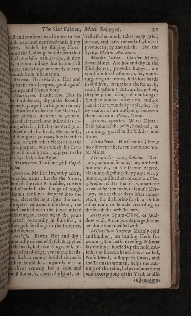 {wt The Sixt Edition, Pa ste, aft and confume hard knobs in the dament and matrix,cleanfe filthy ers. Vnilefs by ftinging Hore- Bund the Colledg {hould mean that hich Fuchfius cals Stachys,if they B, itishotanddry butin the Gri @ree,and a fingular remedy to keep punds from inflamation. Marum. Herb Maftich. Hot and My in the third degree, good againft M@ramps and Convulfions. Maitricaria. Featherfew. Hot in @ third degree, dry inthe fecond ; beneth, purgeth 5 a fingular remedy difeafes incident to the M atrix,&amp; ex difeafes incident te women, fes their travel, and infirmities co- ing afterit ; it helps the Vertigo or flinefle of the head, Melancholy, d thoughts : you may boy it either fone, or with other Herbs fit for the me purpofe, with which this Trea- fe will furniih you : applyed to the ilts, it helps the Ague. Maitrifylva. The fame with Capri- um. ; they ate nj VeNEMoy j Sand Veh tt Povanee tly they t CDntesor thy ep Guts, ll fo they de ad Meliotus.Melilot.Inwardly taken, ea nth ovokes urine, b breaks the Beanie. (ito en feth the reins &amp; bladder, cutteth cAnmiind cleanieth the Lungs of tough Mandrat Jegm 5 the juyce dropped into the ptonaes, cleers the fight ; into the ears, ats meses pdin and noife there ; she Jynirnead bathed with the juyce mixed giemereot : outwardly in Pultiffes , it A dwageth {wellings in the Privities, ‘ bd el{where. i Mellifja.. Bawm. Hot and dry ; at itwardly mixed with falt &amp; applied 3 the neck, help the Kings-evil, bi- te a of mad-dogs, yenemous beatts, ye fuch as cannot hold their necks Mmsthey fhould do ; inwardly it is an Wiamcellent remedy for a cold and We moikt fomach, cheers the heart, re- Ae | Much Enlareed. 31 frefheth the mind, takes away grief, forrow, and care, inftead of which it produceth joy and mirth. See the Syrup. Galen. Avicenna. Mentha fativa. Garden Mints, Spear Mints. Are hot and dry in the third degree , provoke hunger, are wholfom for ‘the ftomach, Ray vomi- ting, flog the terms, net fore heads in chil dress, ftrenethen the ftomach, caufe tS ; outwardly applied, they help the bitings of mad- ts - Yet they binder concep tion, anda naught pie wounded peo ple,they | fay by reafon of an antipathy between them andiron. Pliny, Galen. Mentha aquatica. Water Mints: Eafe pains of the belly; head-ach, &amp; vomiting, gravelinthe kidnies and Stone. Meth at Horfe-mint. I know no difference between them and wa- Mercurialis 5 mas, femina. Vier- hot and dry in the fecond degree, leanfing,digefting,they purge wa acry humors,and further conception. The- ophrafius relates thatifa woman ufe to eat either the male,or female Mer- cury, twoorthreedays after conce- ption, the fhallbring forth a childe either male or female according to the fex of the herb fhe eats. Mexzerveon. Spurg-Oiive, ar Wid- dew-wail. A dangerous purge, better let alone than medled with. Millefolium. Yarrow. Meanly cold and binding, an healing Herb for wounds, ft: ancheth bleeding; &amp; fome fay the juyce {nuffed up the nofe,cau- {eth it to bleed,whence it was called, Nofe-bleed 5 it ftoppeth Lasks, and the Terms in woman, helps the run- ning of the reins, helps inflamations and excerjations of the Yard, asalfo inflamations