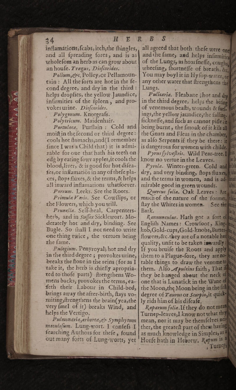 \ YR NES I err aeons ey ee ree -”~ 34 H an houfe. Tragus, Diofcorides. P olium,¢xc, Polley, or Pellamoun- cond degree, and dry in the third : vokesurine. Diofcorides. Polygonum. Knoterafs. Polytricum. Maidenhatr. Portulaca. Purflain : cools hot femachs,and(I remember fince I was a Child that) it 1s admi- ede by eating fowr apples,it cools the 4es,or inflamatios in any of thefe pla- ces, ftops fluxes, &amp; the terms, &amp; helps aJl inward inflamations whatfoever. Porrum. Leeks. See the Roots. Primula V eris. See Cowillips, or the Flowers, which you will. Prunella. Seif-heal, Carpenters- herb, andin Suffex Sicklewort. Mo- derately hot and dry, binding. See Bugle. So fhall I not need to write one thing twice, the vertues being the fame. Pulegium. Penyroyal; hot and dry in the third degree 5 provokes urine, breaks the ftone in the reins (for as I takeit, the herb 3s chiefly apropria- ted to thofe parts) ftrengthens Wo- mens backs, provokes the terms, ea- feth their Labour in Child-bed, brings away the after-birth, flays vo- miting;f{trenethens the brain(yea,the very fel of it) breaks Wind, and helps. the Vertigo. Pulmonavia,arborea,e» Symphytum maculofem. Lung-wort. 1 confefs 1 fearching Authors for thefe, found outmany forts of Lung-worts, yet A re ene ps Meee | UO ap ae dame BS andthe fame, and helps infirmitie of the Lungs, as hoarfneffe, coughs You may bey] it in Hy fop-water, g any other water that ftrengthens th Pulicaria. Fleabane :hot and dw in the third degree, helps the biting being burnt, the fmoak of it kils the Gnats and Fleas in the chamber and the terms in women, and is ade nurable good im green wounds. “ much of the nature of the formen ftay the Whites in women. Bark. Englifh Names: Crowfoot, King kob,Gold-cups,Gold-knobs, Butter flowers, &amp;c.tkey are ofa notable he quality, unfit to be taken imqvardly them to a Plague-fore, they arenos table things to draw the venomett them. Alfo Apuleins faith , That they be hanged abeut the neck @ the Moon,the Moon being in the fil ly rids him of his difeafe. Raparum folia. lfthey do not me Turnep-leaves,I know not what the mean, Nor it may be themfelves #4 ther, the greateft part of them havi , Tusoep ~