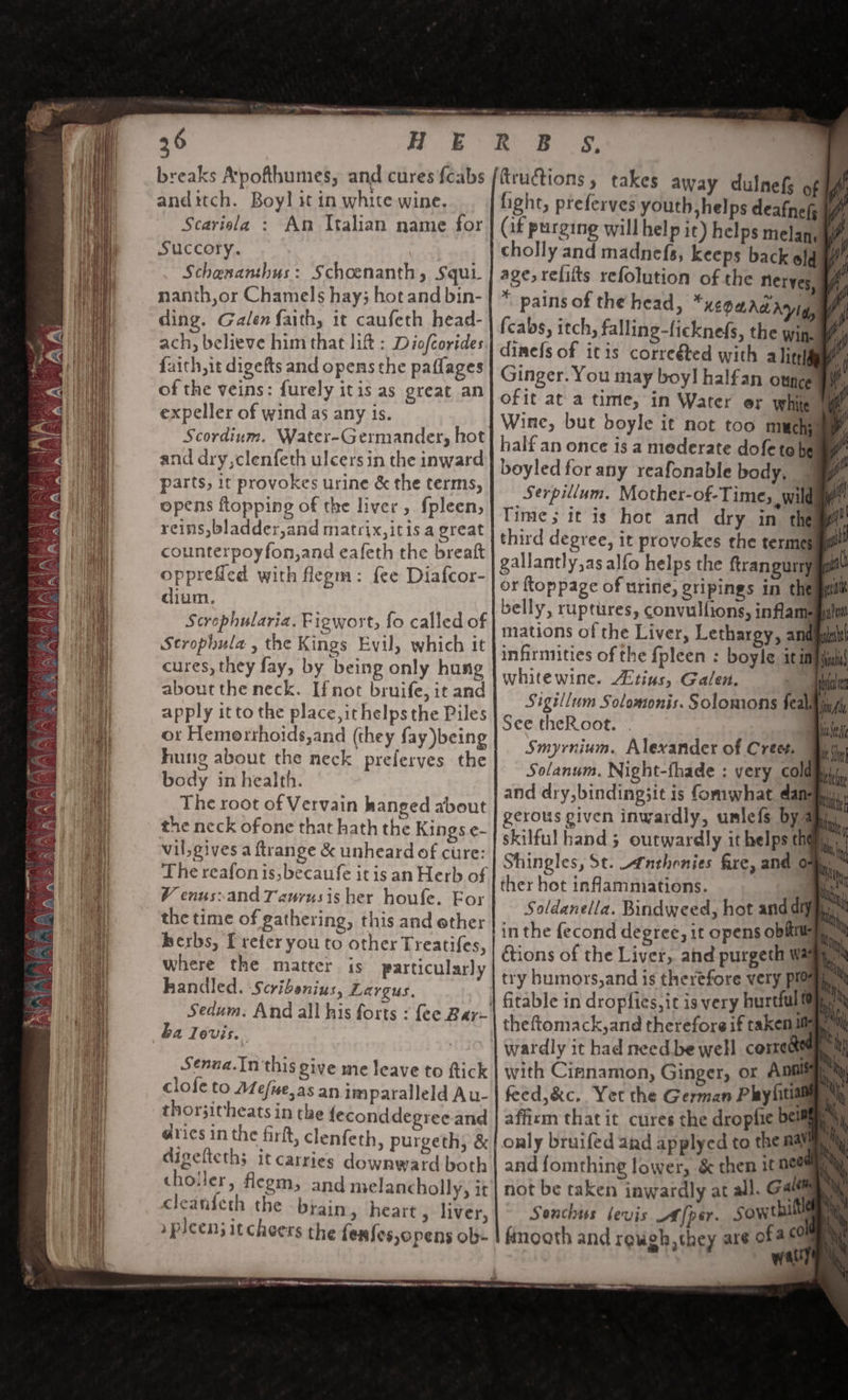 toe Sih. i ree 36 anditch. Boy! it in white wine. Scarisla : An Italian name for Succory. Schenanthus: Schoenanth, Squy. nanth,or Chamels hay; hot and bin- ding. Galen faith, it caufeth head- ach, believe him that lift : Diofcorides faith, it digefts and opens the paflages of the veins: furely itis as great an expeller of wind as any is. Scordinm, Water-Germander, hot and dry,clenfeth ulcers in the inward parts, it provokes urine &amp; the terms, opens flopping of the liver, {pleen, reins, bladder,and matrix, itis a great counterpoyfon,and eafeth the breatt opprefied with flegm: fee Diafcor- dium. Scrophularia. Figwort, fo called of Scrophula , the Kings Evil, which it cures, they fay, by being only hung about the neck. Ifnot bruife, it and apply it to the place,ithelpsthe Piles or Hemorrhoids,and (they fay)being hung about the neck preferyes the body in health. The root of Vervain hanged about the neck ofone that hath the Kings e- vil, gives a ftrange &amp; unheard of cure: The reafonis,becaufe itis an Herb of Venus: and Tawrusis her houfe. For the time of gathering, this and ether Berbs, [ refer you to other Treatifes, where the matter is particularly handled. Scribenius, Largus, Sedum. And all his forts &lt; fee Bay- ba Tovis.. cleanieth the brain, heart, liver, »picen; itcheers the feafes,opens ob- a ee nee | OO Py lg Le me averse tructions , takes away dulnef of fight, preferves youth, helps deafnefg * pains of the head, “KEO MAG AY IG, dimefs of itis correéted with a litgh Ginger. You may boy! halfan ounce ofit at a time, in Water er white Wine, but boyle it not too much half an once is a mederate dofetehe boyledforany reafonable body, | Time; it is hot and dry in the or ftoppage of urine, gripings in the belly, ruptures, convulfions, inflam whitewine. Etius, Galen. See theRoot. . : ther hot inflamniations. with Cianamon, Ginger, or Anal} feed,&amp;c. Yet the German Phyfitiat affirm that it cures the dropfie beim only bruifed aad applyed to the ma and fomthing lower, &amp; them it mee Senchus levis A[per. sowthit® fimooth and rough, they are of 2608 sh 