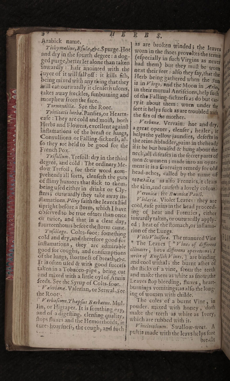 “ . fi i R 8B 5, v . ‘ i r: Arabick name, | | Yas are broken winded the leaves J, | Tithymallys, Efulaerc.§ purge.Hot worn in the thoes provekes the ternig ii , and dry in the fourth degree: a dog- (ef{pecially in fiych Virgins as neve § eed purge,better let alone than taken had. them) but they muf be wotn ae inwardly : “hair anointed with the next their feet : alfo they fay, that the guyce of it will falloff: it kills fifh, | Herb being : takes away freckles, funburning and | of the Falling-ficknefs as do snorphew.from the face. ry it about then: Tormentilla. See the Root. feet it helps fuch asare troubled with | Trititatis herba.Panfies,or Hearts- the fits of the mother. i eale : They arecold and moift, both } . Yerbeng Vervain: hot and drys Herbs and Flowers, excellent againt 4 sreat Opener, elenfer, healer; i inflamations of the breaft or Jungs, helpsthe yellow jaundies, defe@s in. Conyulfions or Falling-ficknefs, al-| the reins &amp;bladder,pains in theheads fo they are held to be good for the | fit be bue bruifed &amp; hung about the #rench Pox, | | neck,all difeafesin the fecret parts of — Drifolinm, Trefoul: dry in the third | men &amp; women ; made inro an oynts degrec, and cold : The ordinary Me- | mentiit isa foveraign remedy foroldy dow Trefoil, for their word com. | head-aches, called by the name of ® prehends all forts, clenfeth the SUS) xeoerndiy As allo Erenzics jt cleats of flimy humors that fick to them, | the skin and cauferha lovely colours . a FS . Pe ° ai yA 5 b WehehG 4 being uied eitherin drinks ox Cly- | F’evonica: fee Betonica Panli. parc fters$ outwardly they take away MV iolaria. Violet’Leaves- they are Wish Slamations. Pliny faith the leaves ftad | cool,eafe painsinthe head proceed: Bais upright before a ftorm, which I have Ning” of ‘hear ahd Frenzies , either yes i OE ole: ; . ae aoe o wf ' oviervedto be true oftner than once | inwardly taken, or outwardly apply in Or twice, and that in a clear day, | ed ; heat of the ftomach,or inflama- fourteenhours before the form came | rion of che Tunes. | Lufstlago. Colts-faot: fomething | Vitis inifera. The manured Vine cold and dry,and therefore. good for | x The Leaves [ *V ines of different a e : &gt; ‘ * Ca Wa : : } y ae 7% ; e Py inflamations , they‘ arc admirable | climates, have different operatrons5 I good for coughs, and coniumptions | sprite of English Vines.) are binding o 7 5 ] * afin on, 7 ¢ 4 “¢ of the lungs, thortnefs of breath,ey - | andicool withals the burnt athes of it 18 often ufed &amp; with good fuccefs | He HickeGES vine, feour the teeth il taken ina Lobacco-pipe.,, being CUE Land make them as white as {fnow;the © ENG ae ee nels Oylof Annis | Leaves ftop bleeding, fluxes, heart eas. oce the Syrup of Colts-foer. | burnings vomitings;asalfo the long- okey key eh ha alert: ‘Setuzal cent oo” ~ a ; ] ALG Valerian, or Setwal..Se¢ | ing of women with childe. the Root. : | UMS | ‘he coles of a burnt Vine, i ; V erbafcvm Thapfas Barbatus. Mul, | etna with honey , doth Bees Higtaper, Itisfomthing 2? fanake the'teeth as white as Ivory; and of 2 cigetting, clenfing quality, | which are rubbed with it. . ftops fluxe $ and the Hemorrhoids, it || ~ W incisoeten! Sojal ee eae A rare hoarfnels, the cough, and {ch | pultis made with the leavs helps fore | patad ERG SS Sy Sy a . _~* a= eget cone to ee SS = = = aie — SS —————— SSS