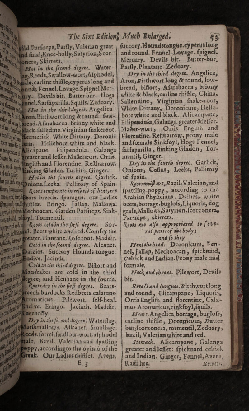 \ id Parfneps, Parfly, Valerian great Mind fma!l,Knee-holly,Satyrion,s cor- mera, Skirrets. Flos in she fecond degree, Water- g,Reeds, Swallow-wort,Afphodel, *' ted ma) | aM at thy ; bity } ' ry A ay Seen ae || Vy } my aly y.) Uh Nb ¥ Ch h ae : | Nal i 7 be ; ai Mi 1. )Uiee FXot in the third degree. Angelica. a 1K ti, on.Birchwort long &amp;reund. fow- . How, tead. A farabacea. Briony white and Mitty) Mack. falledine. Virginian {nakereot. an i ermerick. White Dittany. Doroai- am. Hellebore white and. black. teteperaue of licapane. Filipendula. Galanga OW a i Mreater and leffer.Mafterwort. Orris. dy mi ‘ mm aglith and Florenune. Reftharrow. sofa I king Gladen. Turbith, Ginger. ¥ ns Hotin the fourth degree. Garlick. pat bi nions.Leeks. Pellitory of Spain. ; BH apopat | Roots temperate in refpect of heat,are tow ed, liears breech. {paragus. our Ladies Hiihimimiiinitles. Eringo. Jallap. Mallows. mt | oscar. = a Parfneps. Sink- nya OOO ys. 2 OFMeNt. end Roots cold in the firft degree. Sor- ep lit 1. Beets white and red. Comfry the fag ao eater.Plantane.Rofe root. Maddir. q bre ao Lee ng @aizics. Succery Hounds tongue. pre ndive. Jacinth. : tp Cold inthe third degree. Biftort and al andrakes are cold in the third lit ib gree, and Henbane in the fourth. \, aot Asotsdry inthe firft degree. Bears- as ly feech.burdocks.Redbeets.calamus. Sie meromaticus. Pilewort. felf-heal. te Ci ee brine. Jacinth. Maddir. yr AgiymeBccnoly. i) tee OY iacthe fecond degree. Waterflag. athhmallows, Alkanet. Smallage. Sit ymca. forrel. fwallow-woxt.alphodel siiwamalc. Bazil. Valerian and {patling Pipeppy,accordingto the opinio of the ppoteek. Ous Ladies chiflcs. Avens. | saa ea 2 $3 fuccory.Houndstonptic.cy perus long and round. Fennel. Lovage. fpignel. Mercury. Devils bit. Butter-bur, Parfly.Plantane. Zedoary. Dry in the third degree. Angelica, Aron, Birthwert long &amp; round, fow- bread, biftert, Afarabacca, briony white &amp; black,carline thiftle, China; Sallendine, Virginian {nake-root, White Dittany,- Doronicum, Helle- bore white and black. Alicampanc, Filipenduéa, Galanga greater&amp;lefler. Mafter-wort, Orris Englifh and Flerentine. Reftharrow, peony male — and foemale.Sinkfoyl, Hogs Fennel, farfaparilla, ftinking Gladon, Tor- nientil, Ginger. Dry in the fourth degree. Garlicky Onions, Coftus, Leeks, Pellitory of {pain. Rootsmeifi ave,Bazil,Valerian,and {pattling-poppy , accordiag to the Arabian Phyficians . Daifies,. white beets, borrage buglofs, Liquoris, dog gra{s,Mallows,Satyrion,{corzoneras Parsnips , skirrets. Roots ave alfo appropriated to feve- gad parts of she bodys andfothey — Fleatthebead: Doronicum, Fen- nel, Jallap, Mechoacan , fpicknard, Celtick and Iadian.Peoay male aad foemale, a Neck and throat. Pilewort, Devils if. Brea and lungues. Birthwortlong and round, Elicampane, Liquoris, OrrisEnglith and florentine, Cala- mus Aromaticus,cinkfoyl,fquils. Fleavt. Angelica, borrage, buglofss casline thiftle , Doronicum, Butter bur,fcorzonera, tormentil, Zedoary, eazil, Valerian white and red. Stomach. Alicampane , Galanga greater and lefler: {picknard celtick and Indian. Ginger, Fennel, Avens, ¥» * ed } P BL 0 lv wie