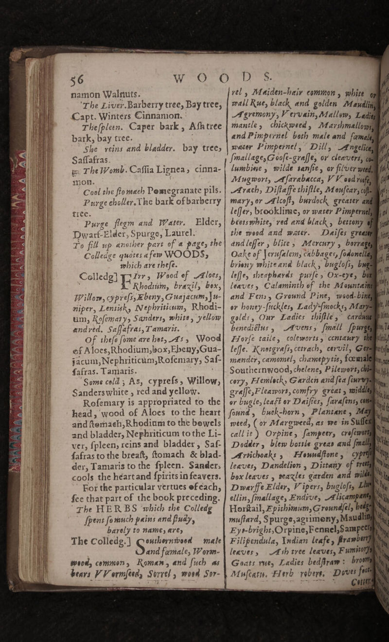 56 w OO O namon Walnuts. The Liver. Barberry tree, Bay tree, Capt. Winters Cinnanion. | Thefpleen. Caper bark, Afhtree bark, bay tree. akc She veins and bladder. bay trees Saffafras. ge The Womb. Caffia Lignea, cinna- yon. } : : Cool the ftomach Pemegranate pls. Purge choller.The bark of barberry tree. 7 ON aaa | Purge flegm and Water. Elder, Dwarf-Elder, Spurge, Laurel. To pe up anoiner part of a p4ges the Colledge quotes afew WOODS, which are thefe. ie Colledg} qT y Wood of A£loes, | I Rhodium, brazil, bex, Willow, cypre{s,Ebeny, Guajacumy) u- niper, Lentisk, Nephriticum, Rhodi- um, Rofemarys Sanders, white, yellow | andred. Saffafras,Tamaris. | Of thefe fome are het, 45 ; Wood of Aloes,Rhodium,box,Ebeny,Gua- acum, Nephriticum,Rofemary, Saf- fafras. Tamaris. ‘ : Some cold; As, cyprefs, Willow, Sanderswhite , red and yellow. Refemary is appropriated to the | head, wood of Aloes to the heart and femaeh,R hodiam to the bewels and bladder, Nephriticum tothe Li- ver, fpleen, reins and bladder, Saf- fafras to the breaft, ftomach &amp; blad- der, Tamaris to the fpleen. Sanders cools the héartand fpiritsin feavers. ' Kor the particular vertues ef each, fee that part of the book preceding. The HERBS which the Colledg _ fpent fomuch pains and fudy, barely to name, are, The Colledg. } re are tt mate Dand famale, Worm- bears VV ormftes, Sorrel , wood Sor- ee ee Rf nara, —a S. D Fi vel, Maiden-hair common, white gy gf wall Rue, black and golden Mandlip iy A gremony, V evvain, Mallow, Ladis if mantle, chickweed, farshmallopimy 4 rf water Pimpernel, Dill, Angelica, | {mallage,Goofe-graffe, or cheavers, op lumbine , wilde sanfie, or filver weed Mugwort, A favabacca, VV ood rufey Arach, Diftaffe thiftle, Meufear, colle mary, or Llcoft, burdock greater ak leffer, brooklimac, or water Pimpernel béetswhite, red and black, bettony @ Daifes great andleffer , blite, Mercury , borvag Mee Lose. cabbages, fodonella brieny whiteand black, buglofs, bug leffe, sheaphards purfe, Ox-eye, &amp; leaves, Calaminth of the Mountah and Fens y Grewnd Pint, mood-bim or honey-fucklesy Lady‘{mocks, May golds, Our Ladies thiftle,” cardia benediéius, Avens, {mall fpurg Flovje taile, coleworts, ccntamry tf leffe. Knorgrafs,cetvach, cervil, GG mander, camomel, chamepytis, foomal Southernwood, chelene, Pilewort, CM cory, Flemleck, Garden and fea [curvy grafje,Fleawort, comfry great 5 middl or bugle, least or Daifies, farafens, em found , Luck-born , Plantane, Ma weed, ( or Maroweed, as we in Suffe callit) Ovpine, fampeer, crofews Dodder , blew bottle grea and {mau Afrvichoaks 5 FHtowndftone, cyptt leaves, Dandelion , Dittany of tret box leaves , veaxles garden and wile Dwarffe Elder, Vipers, buglofs, LA My ellin, [mallage, Endive, Alicampanie, Horkail, Epithimum, Groundfel; hed 1 muftard, Spurge,agrimeny, Maud Eys-bright,Orpine, Fennel, sampes » Yh, Filipendula, Indian leafe, framberya ry” leaves, &amp;shtree leaves, Fumitory Goats rue, Ladies bedftrawy : broom es ee Cult