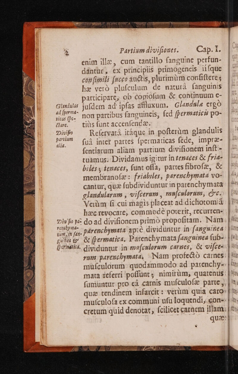 e Partiumdivifiouts. — Cap.1. enim ille, cum tantillo fanguine perfun- dántür, ex principiis primogencis iiíque cot fimili fucco au&amp;tis, plurimum confiftere; hz veró plufculum de maturà fanguinis participare; ob eopiofum &amp; continuum €- s; o8 jufdem ad' ipfas aflluxum. Glandale ergó tita: B . nompartibus fanguineis, fed fpermaticis po- Hase. — tius funt accenfencae. Dif —— Refervatà itáque in pofteràm glandulis P^ fui intet partes fpermaticas fede, impra- fentiarum aliam partium divifionem inft-- tuamus. Dividamus igitur in tenaces &amp; fria- biles tenaces, funt offa, partes fibrofze, membranofz: friabiles, parenchbymata vo- cantur, quz fubdividuntur in parenchy mata elandularum , vifcerum , mm[culorum, c. Veiüm fi cui magis placeat ad dichotomià lic revocare, commode poterit, recurren- gunt, it ftt 7 A : gin er [fermatica, Patenchymata fangninea (ub- qua *