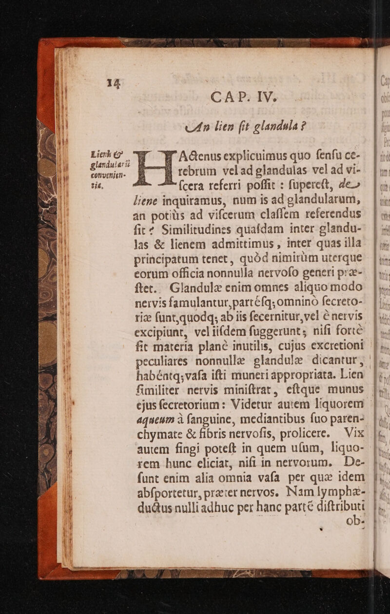 CA P. IV. vn lien (it glandula ? nba W WA&amp;enusexplicuimus quo fenfuce- — | ji cwwna- B — rorum velad glandulas veladvi- [|i tit, JR. 5 (cera referri poffit : füpereit, Zeo — | i liepe inquiramus, num is ad glandularum, an potiüs ad vifcerum claffem referendus fit? Similitudines quafdam inter glandu- Jas &amp; lienem admittimus , inter quasilla | principatum tenet, quód nimirüm uterque — | i eorum officia nonnulla nervofo generi prae-. |y. fte. Glandule enim omnes aliquo modo |. nervis famulantur,partéfq; omnino fecreto-. |j; riz funt,quodq; ab iis fecernitur,vel énervis |ui excipiunt, vel iifdem fuggerunts nifi fort&amp;. | ..; fit materia plané inutilis, cujus excretioni | p. peculiares nonnulle glandule dicantur, |j. habéntqsvafa ifti muneri appropriata. Lien. |; fimiliter nervis miniftrat, eftque munus | ejus fecretorium : Videtur autem liquorem |. aqueum à fanguine, mediantibus fuo paren-. |i chymate &amp; fibris nervofis, prolicere. Vix |. autem fingi poteft in quem u(um, liquo- |; rem hunc eliciat, nifi in nervorum. De- |, | funt enim alia omnia vafa per qua? idem |, il abfportetur, pre:er nervos, Namlymphz- |j. EN du&amp;us nulli adhuc per hanc parté diftributt. | Lh rey RUNE