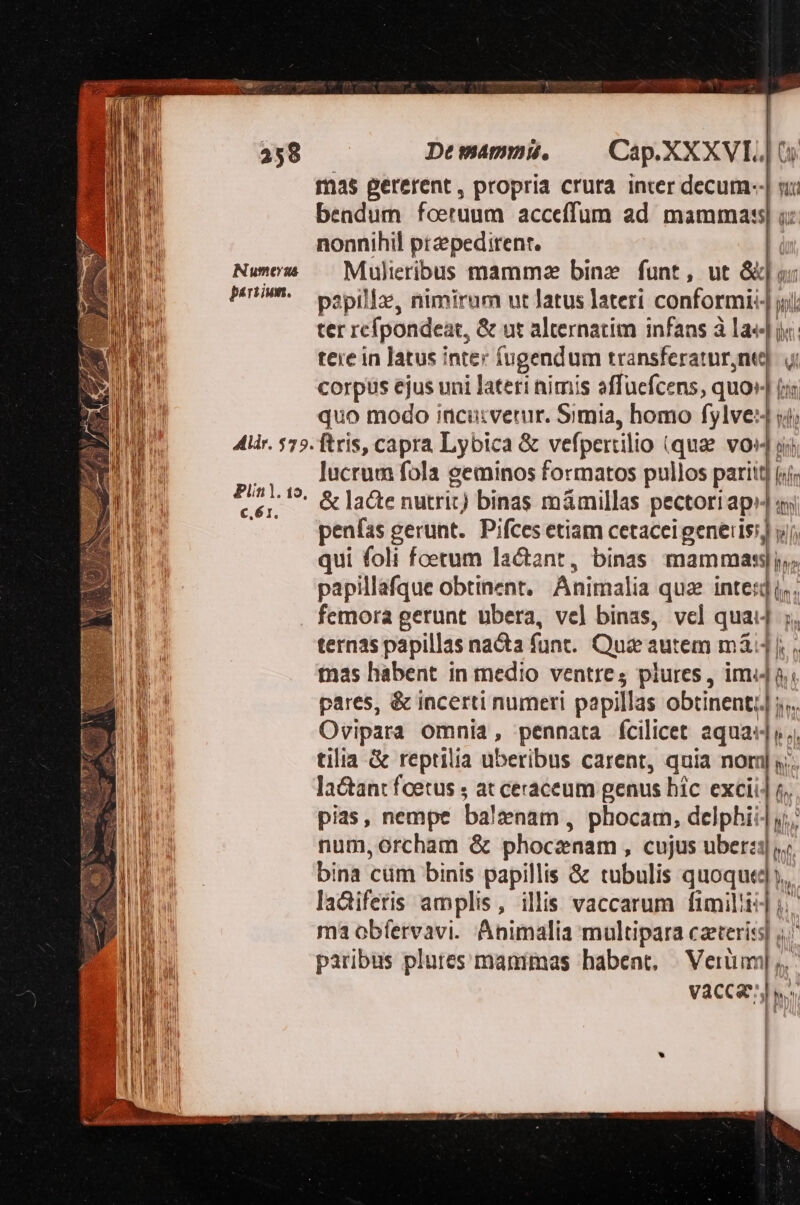 Numerus partium. Aldr. $75. Plin). 19, C. Ó I, S De mammis. Cap.XXXVI.| C5 mas gererent , propria crura inter decum--| si bendum foeruum acceffum ad mammas; ;: nonnihil przpedirent. Mulieribus mammz binz funt, ut &amp;] o papilla, nimirum ut Jatus lateri conformi: jj ter rcípondeat, &amp; ut alternatim infans à la« tere in latus inter (ugendum transferatnr,ntd]. ui corpus ejus uni lateri nimis affüefcens, quo (s: quo modo iacu:verur. Simia, homo fylve:J yj ftris, capra Lybica &amp; vefpertilio (qua. vo lucrum fola geminos formatos pullos pariitj &amp; lacte nutrit) binas mámillas pectori ap» «s penfas gerunt. Pifces etiam cetaceigeneiis!] yj, qui foli foerum lacant, binas mammas. papillafque obtinent, Animalia qua intet]. femora gerunt ubera, vel binas, vel quaj 5, ternas papillas nacta funt. Qui autem mà, tnas habent in medio ventres plures , imo. pares, &amp; incerti numeri papillas obtinent; 5. Ovipara omnia, pennata fcilicet aqua: y. tilia &amp; reptilia uberibus carent, quia nom] y. lactant fetus ; at ceraceum genus hic excii] 5, pias, nempe ba!znam , phocam, delphi i; num, orcham &amp; phoczenam , cujus uberzij s bina cüm binis papillis &amp; tubulis quoque», ladiferis amplis, illis vaccarum fimili] j..- ma obfereavi. Animalia multipara caeteris]; paribus plutes mammas habent, | Verum], VACCae^ s [ P bin [entm ;