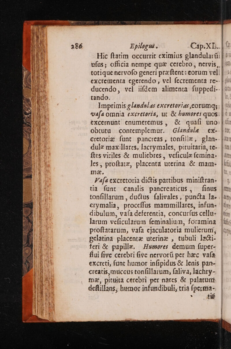 Epilogus. vías; officia nempe qua&amp; cerebro, nervis, ducendo, vel iifdem alimenta fuppedi-. tando. ! Imprimis glandulas excretorias ,eorumq; 4fa omnia exeretoria, uc &amp; bumores quos; eXcermunt enumeremus ,. &amp; quiáfi uno obtutu. contemplemur. Glaprdwle — ex- cretori&amp;? funt pancreas, tonfille, glan- ftes viriles &amp; muliebres, veficula Íemina- les, proftatz, placenta Utetina &amp; mam. ma. Fafa excretoria dictis partibus miniftran- tia fuat canslis pancreaticus , — finus crymalia, proceffus mammillares, infua- dibulum, vafa deferentia, concurfus cellu- larum veficularum eminalium, foramina proftararum, vafa ejaculatoria mulierumi; gelatina. placente uterine , tubuli ai- feri &amp; papille, —Humores demum fuper- flui five cerebri ive nervorü per hzc. vafa excreti, funt humor infipidus &amp; lenis pan- creatis,muccus ronfillarum; faliva, lachry- ma, pituita cerebri per nares &amp; palatum deflillans; humor infundibuli, tria f Iperstia- té