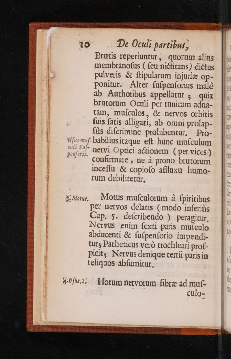 10 De Oculi partibus, Brutüs reperiuntur, quorum alitis membranofus ( feu nictitans) dictus pulveris &amp; ftipularum injurize op-- ponitur. Alter fuípenforius malé ab Authoribus appellatur ; quia brutorum Oculi per tunicam adna- tam, muículos, &amp; nervos orbitis fuis fatis alligati, ab omni prolap- füs difcrimine prohibentur, Pro- t/[i mf. babiliusitaque eft hünc mufculum »»/,;L Détvi Optici actionem ( per vices ) — . confirmare , ne à prono brutorum inceffü &amp; copiofo afflusu humo- rum debilitetur, s:Mos, — Motus mufculorum à fpiritibus per nervos delatis ( modo inferiüs Cap. 5. deícribendo ) peragitur, Nervus enim fexti paris muículo abducenti &amp; fufpenforio impendi- tur; Patheticus veró trochleari prof- picit;. Nervus denique tertii paris in reliquos abfumitur, POMIDUUNRUIRU GNOME 4/1... Horum ngvorum fibra ad mut- culo- Dg LRL i ) 2 iri - v » P LLSEt Nurs reada Tae d Rod OU dA aa Ta (4 d du 1 [Ad dete c P SE o NS TET TART Pl T $^ Modo rique uh cd ce oam ca ra «im ' e , ^ « ces . (poco UO NDURSSESDCOOD bstexsetdteyày jo jo ojo r1 18 faga 12731524 