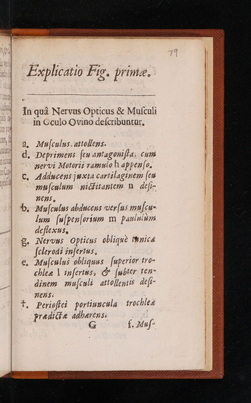    à, d, E. b, €, ^e    M M Ó——Ó— —À——À— M MMMÀ— Á— M n Mu[culus . attollens. Deprimens [eu antagon[la, cum nervi Motorii ramuloh appen[o. Adducens juxta cartilaginem (tt mi[calum | nicfitamem n. defi- WDS, | lup) [u[pen|orium y. paululum deflexus, Nervus Opticus oblique nica [eleroai in[ertus, Mu[culus obliquus [uperior f10- chlee Y inferius, c. [ubter ten dinem mu[culi attollegiis de[i- nens; Perioffei portiumcula | trochlea praedia adbarens. A G f. Maf*              