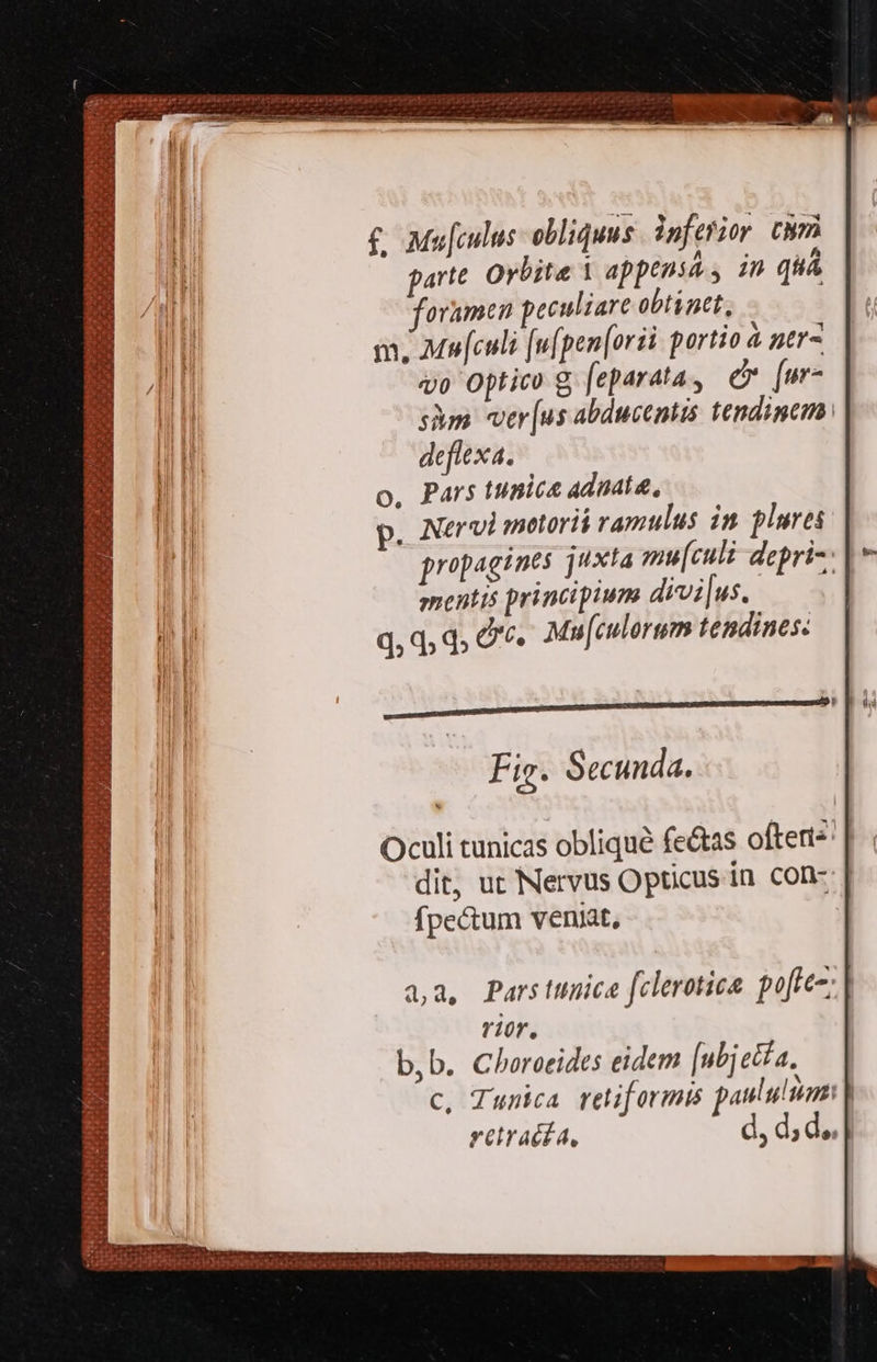 [ » - XE. D nS AERIS IPIS EE EIUE itp SEutaiinsTe ayer De Aena Te ty ya] ; JUGwpy ;  Il £ Mafculus- obliquus. ipferior cim parte. Oybite 1 appensa, in quá oramen peculiare obtintt, m. Mufculi [u[pen[orii portio à ner- vo optio g [eparata, ev [ur- sàm vtr [us abducentis tendincm. deflexa. o, Pars tunica adnata, p. Nervi snotoriá ramulus in plures propagines juxta mu[culi depri-: mentis principium divi [us. q, q, d; 2. Mu[culorum tendines: A NU 6^ e) o aA es OA, «S &amp; j VVANCK PTT NES ds D des 1, A, Ra M P cub, e Y Me acE Y d I SE WW uS 2. a i A Y NE ty LE e DE S s Mau M ELYCNS A Pa i rur SUESEESE S gets M ETRAS RU EIE od We CH t ant NE GOL MEM Fig. Secunda. a,a, Pars ttmice [clerotica. poftco; | rior. b,b. Choroeides eidem [nbj etta. c, Tunica retiformts paululim: | retracít, , da do, TESERSEIVSHRET nca IEEE KM: I seroerar 
