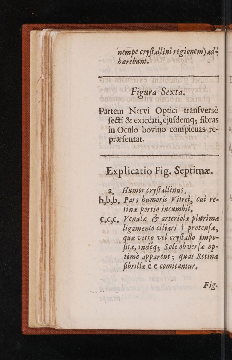 MMM enn $34 A EV Yt a / t cu Boon: 2 dnE SOM ntmpt cry[Tallimi regiones) ut herebant. Figura Sext4. Partem Nervi Optia tranfverse fecti &amp; exiccati, ejufdemq; fibras in Oculo bovino confpicuas- re- praefentat. a, Humor cry[Fallinus, bb,b, Pars humoris Fitrel, eui ve- tine Porte incumbih, c.c. Venule C arteriole plurima ligamento cilari * proteu[e, | qua vitro vtl cry[Lallo impo- fits, indéqs Sol; obver[a op- lime apparent s quas Retina fhrilla € e comitantur, F1. 