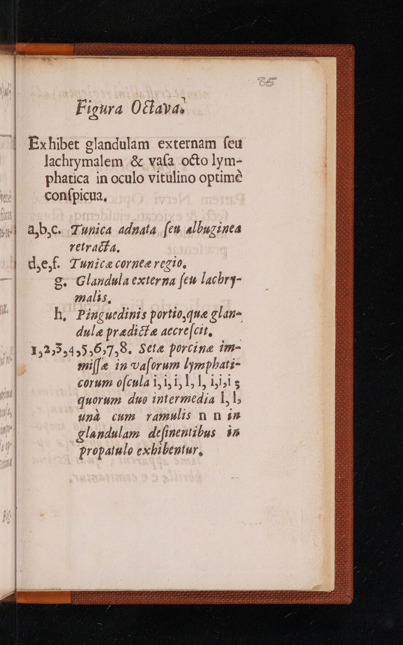 il                  Figura Oclava, Exhibet glandulam externam feu lachrymalem &amp; vaía octo lym- phatica in oculo vitulino optimé conípicua, abc. Tunica adnata, [et al buginea retraifa, dej. Tunica cornea regio, g. Glandula externa [en lachrg- malis, h, Pingutdinis portio,que glau- dule predicie accre [cit, 1,2)5,4,5,6,7,8. Seta porcina im- sni[e in va[orum lymphati- corum o[cula 1,1, 1, 1, 1, 1,1 s quorum. duo intermedia yl, unà cum ramulis n n is glandulam. definentibus. $5 propatulo exhibentur, 