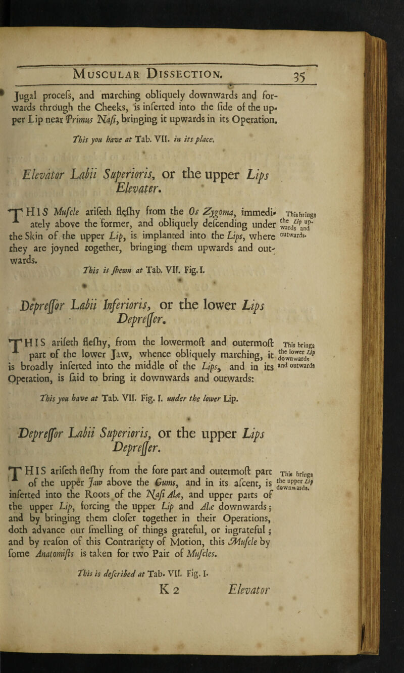 „-----—-—----—■ Jugal procefs, and marching obliquely downwards and for¬ wards through the Cheeks, is inferted into the fide of the up* per Lip near f minus Na/i, bringing it upwards in its Operation. This you have at Tab. VII. in its place. Elevator Lain Super ioris, or the upper Lips Elevater. THIS Afafcle arifeth fkfhy bom the Os Zygoma, immedi- Thisbrings A ately above the former, and obliquely defending under wfrdf anT the Skin of the upper Lip, is implanted into the Lips, where outwards- they are joyned together, bringing them upwards and out¬ wards. This is Jhewn at Tab. VII. Fig. I. ♦ Depreffor Lahii Infer ions, or the lower Lips Deproffer. ’X'HIS arifeth fiefhy, from the lowermofl and outermoft this brings A part of the lower Jaw, whence obliquely marching, it downwards* is broadly inferted into the middle of the Lipst and in its,nd ““wards Operation, is laid to bring it downwards and outwards: This you have at Tab. VIL Fig. I. under the lower Lip. Depreffor Lahii Superioris, or the upper Lips Depreffer. * THIS arifeth flefhy from the fore part and outermoft part Thl6 brings of the upper Jaiv above the Gums, and in its afcent, is inferted into the Roots of the !S(aJi AU, and upper parts of the upper Lip, forcing the upper Lip and JU downwards; and by bringing them clofer together in their Operations, doth advance our fmelling of things grateful, or ingrateful; and by reafon of this Contrariety of Motion, this SMufcle by fome Anatomijls is taken for two Pair of Mufcles. This is deferiled at Tab. VIL Fig. I- K 2 Elevator