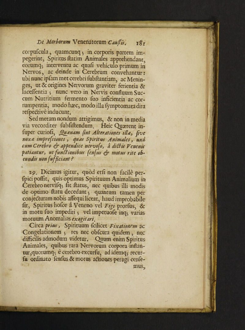 coi pufcula, quamcunq 5 in corporis partem im¬ pegerint, Spiritus ftatim Animales apprehendant, eorumq-, interventu ac quafi vehiculo primum in Nervos, ac deinde in Cerebrum convehantur: ubi nunc ipfam met cerebri fubftantiam, ac Menin- ges, ut & origines Nervorum graviter ferientia & lacelTentia ; nunc vero in Nervis confluum Suc¬ cum Nutritium fermento fuo inficientia ac cor¬ rumpentia, modo hatc, modo illa fymptomatadira refpedtive inducunt. Sed metam nondum attigimus, & non in media via vecorditer fubfiftendum. Heic Quadrent in- fuper curiofi, Quatiam fint Alterationes illa, five noxa imprefsiones , quas Spiritus Animales, una cum Cerebro & appendice nervof, a di Elis Venenis patiantur, ut funEtionibus fenfus & motus rite ob¬ eundis non fufficiant ? * 29. Dicimus igitur, quod etfi non facile per- fpici poffit, quis optimus Spirituum Animalium in Cerebro nervifq; fit ftatus, nec quibus illi modis de optimo ftatu decedant •, quantum tamen per conje&uram nobis aflequi liceat, haud improbabile fit, Spiritus hofce a Veneno vel Figi prorfus, & in motu fuo impediri; vel impetuofe inq- varias motuum Anomalias exagitari. Circa prius. Spirituum fcilicet Fixationem ac Congelationem 5 res nec obfcura quidem, nec difficilis admodum videtur. Quum enim Spiritus Animales, quibus rara Nervorum corpora inflan¬ tur, quorumq; e cerebro excurfu, ad idemq-, recur- fa ordinato fenfus & motus adtiones peragi cenfe-