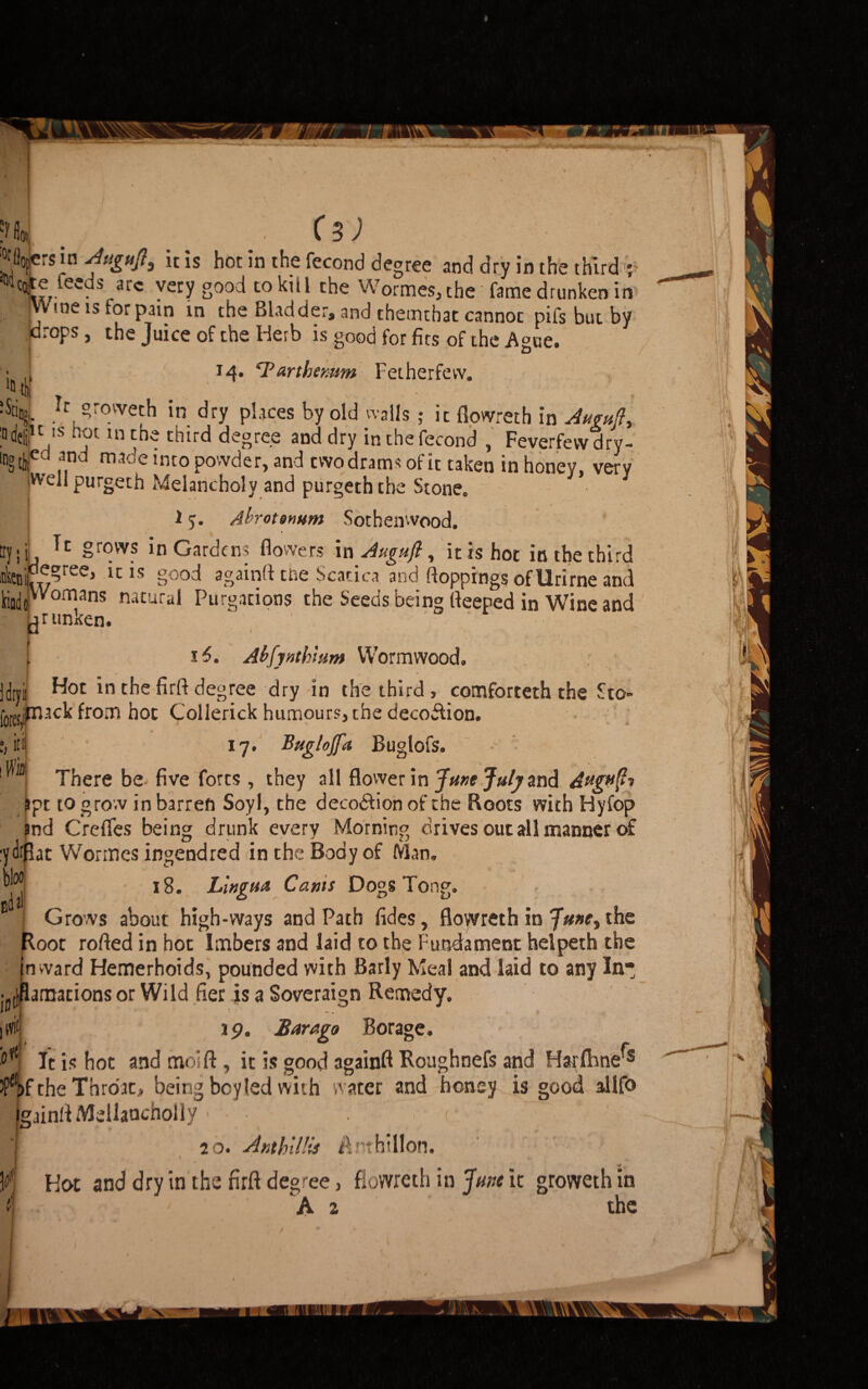 ^ . . (s) • ; gofers in Augufl3 it is hot in the fecond degree and dry in the third r MCQte feeds arc very good to kill the Wormes, the fame drunken in , -gVineisforpatn in the Bladder, and chemtbat cannot pifs but by props j the Juice of the Herb is good for fits of the Ague. • 14. 'Tarther.um Fetherfevv. ‘0 4 :S4 Ic Srovveth in dry places by old walls ; it flowreth in Awujh deli1 c 1 s lncn« third degree and dry in the fecond , Feverfevvdry- lng tfecd and into powder, and two drams of it taken in honey, very iW’ell purgeth Melancholy and purgeth the Stone, 1 y. Ahrotemm Sothenwood. ^ ' tty;i grows in Gardens flowers in Augafl, it is hot in the third inkeniir^^ree-> g°°d againft tne Scatica and flopping? of Urirne and Wr*omans natural Purgations the Seeds being fleeped in Wine and • Lr unken.  ' [ 16. Abfynthlum Wormwood, Hot in the firft degree dry in the third , comforceth the Sto- sck from hoc Collerick humours, the decoftiion. 17, Buglojfa Buglofs. There be five forts , they all flower in June July and Aagvft? apt to grow in barren Soyl, the deco&ion of the Roots with Hyfop and Crefles being drunk every Morning drives out all manner of :ydtflat Wormes ingendred in the Body of Man. M iS. Lingua Cants Dogs Tong. : Grows about high-ways and Path fides, flovvreth in June, the Root rofted in hot Imbers and laid to the Fundament helpeth the inward Hemerhoids, pounded with Barly Meal and laid to any In¬ carnations or Wild fier is a Soveraign Remedy. iffl 19. Bar ago Borage. H It is hot and moi ft , it is good againft Roughnefs and Harfhne^ the Throat, being boy led with water and honey is good allfo IgainftMellancholiy > ( ~ I 20. AntkUHs Ant hi 11 on. I Hot and dry in the firft degree, flowreth in June it groweth in i A 2 the Idryi fora iti