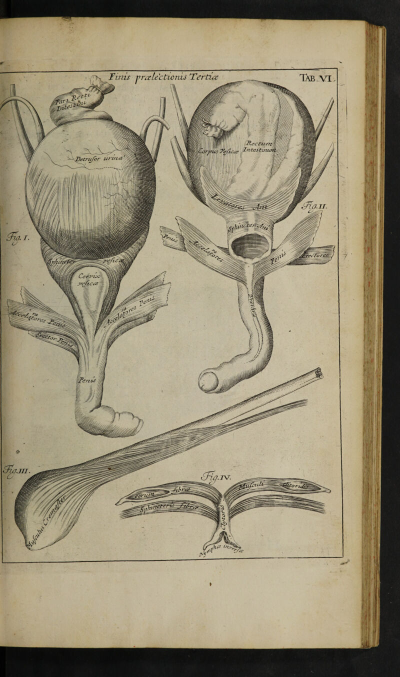 Finis j)raU'ctLonis Fertuz TXb.VI