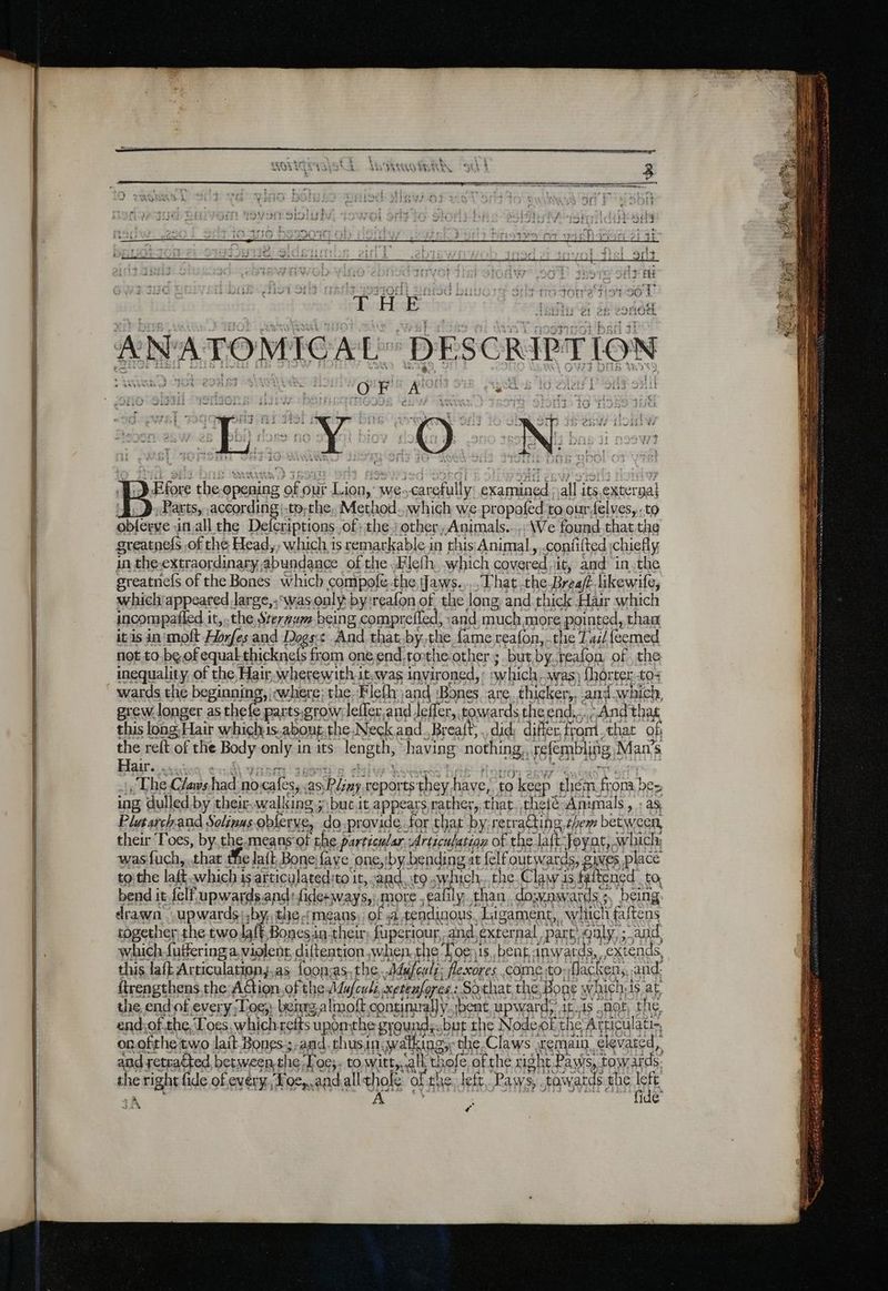 4 TD : : Pa ro? pren Shean eee ye © IAA 3941 be à QD je TOM? 1121 J T H E i 4 ! 164 ror D4 Me) . hikes Gi Ch CLVLIUR ANATOMICAL DESCRIPTION sn D cHoteesd ss oaly OF A : QUES 10 edtely [Se oni 110 Vidi tat an bad & dv 4 5 \ Ce EN: €} q . rf é 4 i try . Pa. , F ree À Lit r : l ; ni i bap od ? ! ñ Tact; ; . : il PRIRENT ENTER ER : - iw ee @) > GLMY dhe DAA MY - nth! fer ; 4 er : . S © f ¥ ts : LE À FACE ye VA : it} < È } tito die in OUI) t ' D Efore the-opening of our Lion, we.carefully examined all its external HD Parts, according;.to.the, Method. which we propofed to our,felves, -to oblerve in all the Defcriptions of; the.) other, Animals... We found that the greatnefs of the Head, , which is remarkable in this Animal, .confftedichiefy in the-extraordinary abundance of the Flefh which covered it, and inthe greatncfs of the Bones which compofe.the Jaws... That the Brea likewile, which'appeared Jarge,,wasoaly by:reafon of, the long and thick Hair which incompafted it, the Steraum being comprefled, and. much more pointed, thaa itis inimolt Horfes and Does: And that.by,the fame reafon, the Tai/{eemed not to. be,of equal-thickne({s from one end,rothe.other ; but by.reafon of the inequality, of the, Hair, wherewith it,was invironed, : which was) {horter.to- wards the beginning, where; the Flefh and Bones are, thicker,. and which, grew. longer as thefe parts.grow: lefler and Jefler, towards the end... And that this long; Hair which1s.abont.the.Neckand.Breait,. did: differ. fromi.that of the reft of the Body only in its length, having nothing,, refembling Man’s Hair. . red rein lataine entuad palais Sion dt The Claws had nocafes, .as,P/iny reports they have, to keep them from bes wasfuch,. that the lait Bone fave one,iby bending at {elf outwards, gives place é J'IZN f end:of.the T'oes.whichrefts u pomthe ground,.but the Nodeof the Atticulati-, onofthe two lait Bones 3-and. chusin.watking,- the.Claws xemain elevated, and retratted, between,the Toe;. to witt,. all thofe of the right Paws, towards the right fide of every, foe,.andallthole of the. left, Paws, towards the te th. rise. ide i