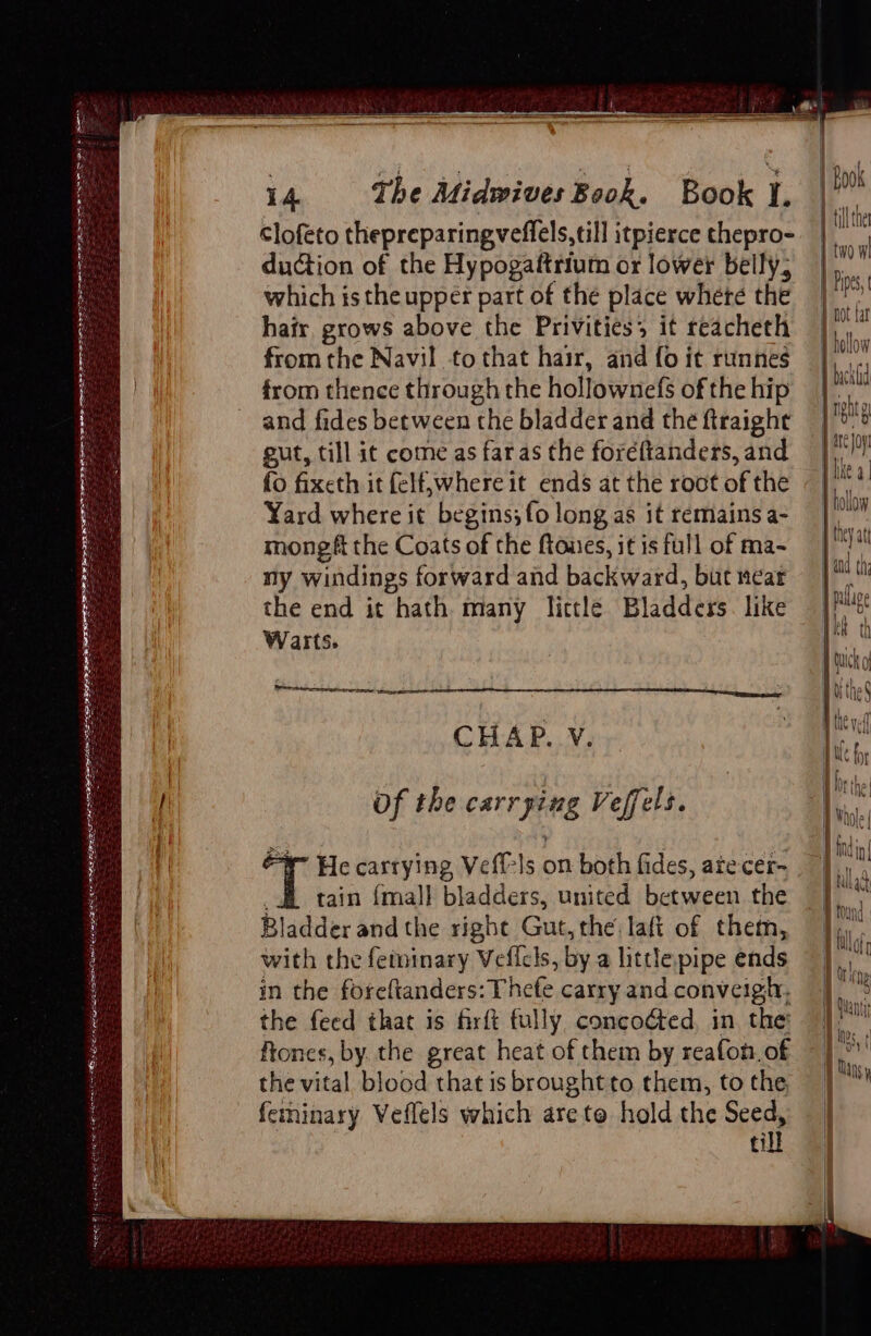 RY Ria oe Rn eS Ry Ee a parapet RAT le MES 14. The Midwives Book. Book J. Clofeto thepreparingveffels, till itpierce thepro- duction of the Hypogaftrium or lower belly, which is the upper part of the place whete the hair, grows above the Privities; it reacheth from the Navil to that hair, and fo it runnes from thence through the hollownefs of the hip and fides between the bladder and the ftraighe gut, till it come as far as the foréftanders, and fo fixeth it felf,where it ends at the root of the Yard where it begins; fo long as it remains a- mongft the Coats of the flones, it is full of ma- ny windings forward and backward, but near the end it hath many lictle Bladders. like Warts. CHAP. V. Of the carrying Veffels. -W- He carrying, Vefl-ls on both fides, ate cer- 4 tain {mall bladders, united between the Bladder and the right Gut, the laft of them, with the feininary Veficls, by a little pipe ends in the foreftanders: Thefe carry and conveigh. the feed that is firft fully concoéed, in. the: ftones, by. the great heat of them by reafon. of the vital blood that is brought to them, to the feminary Veflels which are to hold the Seed, till | Book j tiller | two w I Pipes, J not fa hollow } bachld J nht atc Jo | lke a |