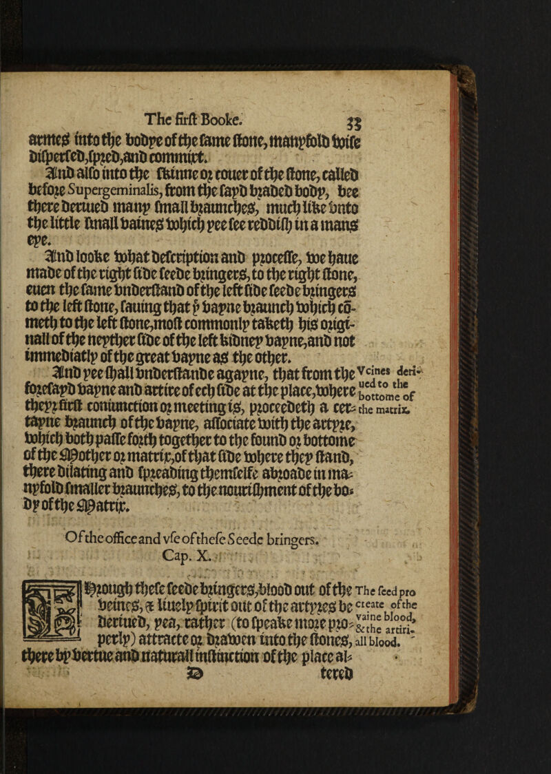 armed into tfje bodpe of the fame (tone, manpfold totfe dtlperfed,rp^d,andcommt]rt. 3ind aifo into the tone 0; cotter of the (lone, called before Supergeminalis, from the fapd bzaded bodp, bee there derated rnanp frnall launched, muchlifcebnto the little Ml barney bohich pee fee reddtlh tn a manjet epe. 3tnd loofee bohatdeferiptionand pzoceffe, boehatte made of the right fide feede bztngersf, to the right ilone, euen the fame bnderdand of the left fide feede tyingerd to the left done, fatting that § baptte bzauncl) bohtch c5- meth to die left (lone,mod commonly tafceth hid ojigt- nall of the hepther fide of the left fcidnep bapne,and not immediatlp of the great bapne ad the other. 3tnd pee Qmll bndetdande agapne, thatfromtheVcines jw fozefapd bapne and arttre of ech fide at the place,bohere bottome of thepjfird coniuncttono? meeting tjS, pjoceedeth a cers the m«rix. tapne btatntch of the bapne, adociate boith the artpze, bohtch both paffe fofib together to the found 0 j bottome of the pother oz matrtir,of that fide bohere thep ftand, there dilating and fpieadingthemfelfe abzoade in m& npfold fmailer bzaunched, to the nourtlhment of the bo* dpofthe5lpatti;e. Of the office and vfc ofthefc S cede bringers. Cap. X. • . f=f| i^zottgh thefefeede tytngetdyblodd out of the The feed pt0 --i* betned,a Uttelplpteit out of theartpzed be CI?ate,.oftlf deemed, pea, rather (to fpeabe rnoze pzo; perlp) attracted dzaboen into the dotted, all blood. place ai* « 3© tered