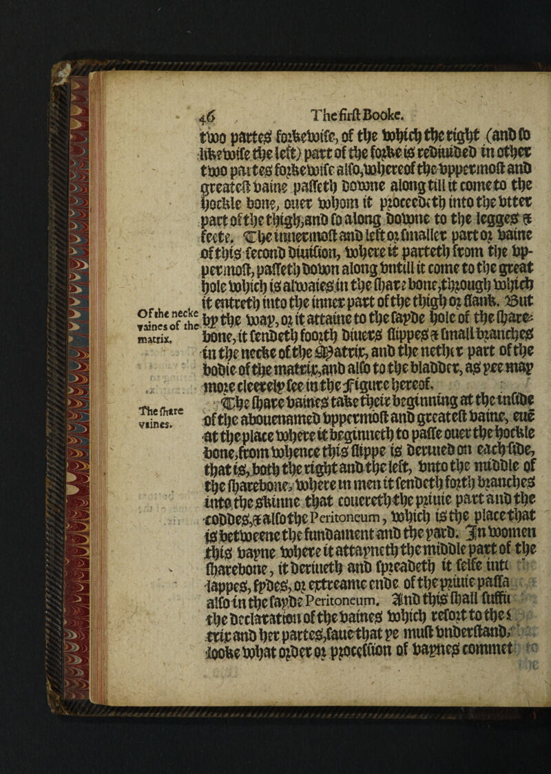 ti»o patted foifcePotfe, of the Pohtch the tight (anPto ItfcePoife the left) part of tljc fo$e is rePiuiDeP in othet tm patter tojbePoife alfo,hereof the Pppetmoft anU treated: Paine paffeth DQPone along till tt come to the loeMe bone, oner Pohom it pjoceePtth into the Pttet pact of the tpighianP Co along PoPotte to the legges ® fccte. epe ttuteemod anP left oz fmaller partoj Paine of this feconP Pwiltott, Poperettpactetp from tlje Pp- petmod, paffeti) PoPon along Pntill tt come to the great rL , it entceth into the inner pact of the thigh oj flanp. 23ut Poaj>, oz it attaine to tl)efappe pole of thelparfc bone, it CenPeth foo^th Piuers fltppesafmallbzanches <n the neefee ofthe #atrip, atiP the nethtt part ofthe boPieoftpe matw,anP alto to tpe blaPPet, as pee map moje clernlp fee inthc figure hereof. matrix. The (litre viines. ,eue bone,front Popence this Otppe is OerutePon eachftPe, that ts, both the right anPtpe left, PntothemiPPle of tpe fbarebonevPohere in men itfenPeth fofrh branches into the stone that cQuceeththepziuie partanpthe ■coppes,aalfothePeritoneum, pohtch psttjc placethat is betPoeene the funPament anP the path. 3Jn Poonten ipiS Pape Pohete it attapeth tpemiPPle part of the fharebotte, itPeriueth anP fpieaPeth it Ctelfe intc  lappeS, fpPeS, o? eptceame cnPc ofthepuiepaffa alto in the fappe Peritoneum, 3nO this (ball fuffti the Pc dotation of thePaineS Pohtch retozttothes trie anP her patteS,fane that pe mud PnPerdanP, iloofce Pohat ojPet ot pjocefuon of Papes comrnet