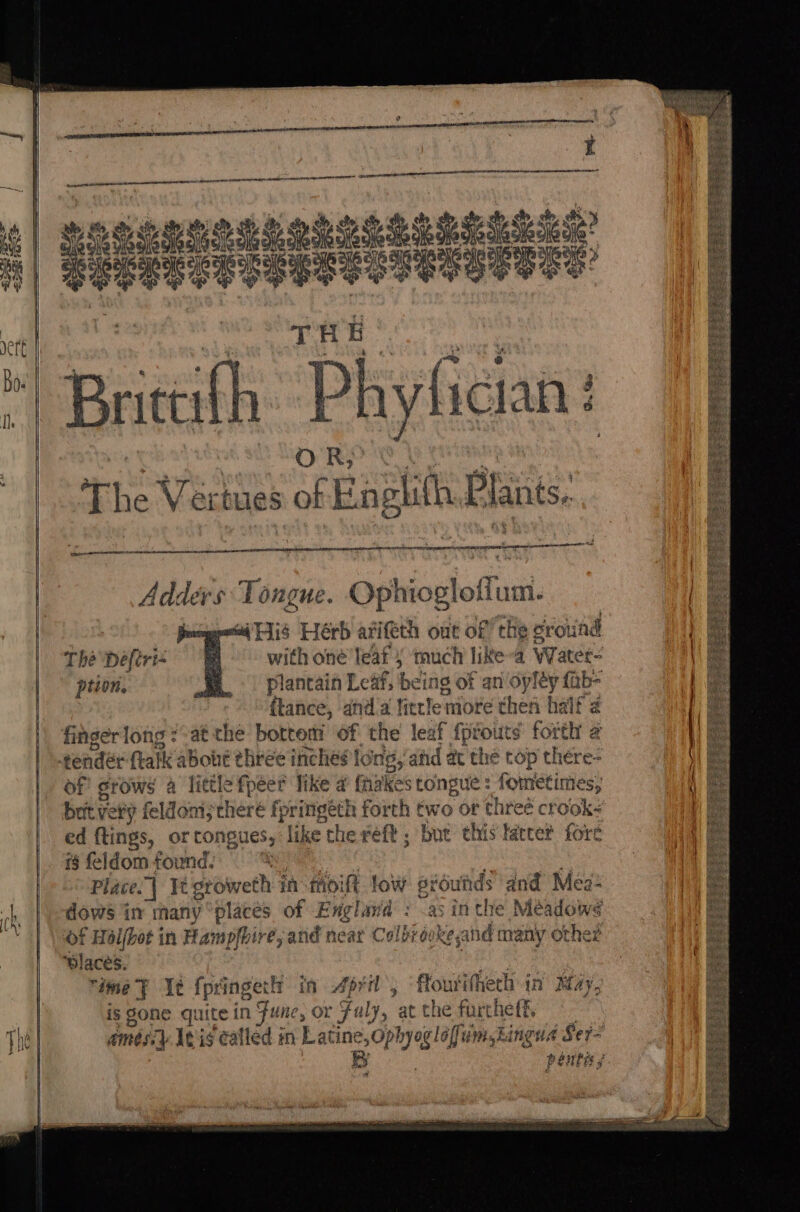 G | Sipe oe hia pale Dae ee pee ue n| Peeper ce sees ssesoseee ey | Ge Gs OS Og Op Nett | ‘ ap THE fy obey Bo | DF {; j i yor#r 1y tC yan 3 org ORS ©) : uf The Ver ues of Engh th Pines AGIA Tine pew ad Tis Hérb arith out of the ground with oné leaf 5 ‘much like-a Weater- Plantain Leaf; being of an opléy fab= ftance, and a fictlemore then half 2 finger long : at the botteni of the leaf fprouts forth 2 tendér halk aBone three inches lo ing, and at the top there- of grows 4 little fpeer like a fhakes congue : fometimes; bat ver p feo ehere fpringéth forth two or three crook ed ftings, ort ABUCS» like the reft ; bue this tatce® fore i§ feldom found. Place.| It sroweth 3 in thoi low eiéutids ‘and Med dows in many “places of England : .a; inthe Meadows of Haljbot in Hampfhire, and near Colbrookesand many other ‘places. wey ime ¥ It fpringect: in Abed, flourdhech in May, is gone quite in Func, or fu ly, ‘at the furtheff. The] messy It is called mn Latine ,Ophyog léfum,kingna Se7= 8 penlis The Defirt= = ption. : —— =