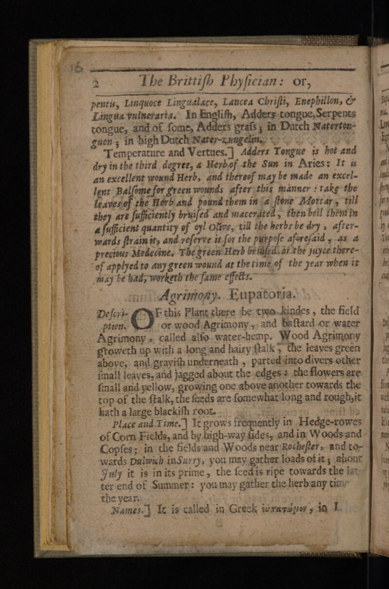 The Brittifb te SS eens - ——— rentis, Linquoce Lingudlace, Lancea Chriftt, Enephillon, ba Lingua vulneraria. In Enslith, Adders tongue, Serpe nts tongue, and of fome, Adde rs oS rals 5 in Datch Naterton- guen ; in bigh Dutch Nater-zungelin, Temperature and Vertues.] Adders Tongue is hot and ary inthe th rd degree, 4 Herbof the Sun in Ari es: It u an excellent wound Herb, and thereof may be made an excel- nt Balfome for green wounds sheaves this manner : take the lea yes.of the Hérb and po sind’ them in <a fone’ Mortar, till they ave fafi cient! ly bruifed and’ macerated , then boil théntin afeficient quantity of oy! Oltve, Pa the herbs be dry , after- wards firain it, and referve it for the parpofe aforefatc precious Medectne. The green ‘Herb br be fisfed oi the juyce.there- of applyed to any green wouir d at thetime.of the year when tt Ue NE may bé Gad, worketh the (ame effects. Aovint #y.. Eupatoria De fcrs- E this Plant cbere sbe: two.kindes , the field pti. ©) or wood Agrimony, and baftard or water Asrimony » called alfe.water-hemp. Wood Agrimony Stoweth up with along and hairy ftalk 5 the leayes green abo. e, and srayiih underneath , parted rato divers other imall jeayes, and Jagged about the eases. : saa flowers are {mall and yellow, growing one abo ve Ans er cowards the rop.of the ftalk, the feeds are fomewhatlong and rough, it . - ~ | ows freqnently in Hesgesowes Cor mF i ds, and by bigh-way-fides, andin Woodsand Tonieach in the fields'and- Woods near Rochefter; and to- wards Dulwich inSurry, you may.gather loads of i; ahont July it is inits prime, the feed ist ipe towards the | ‘3 > youmay gather the herbany tn