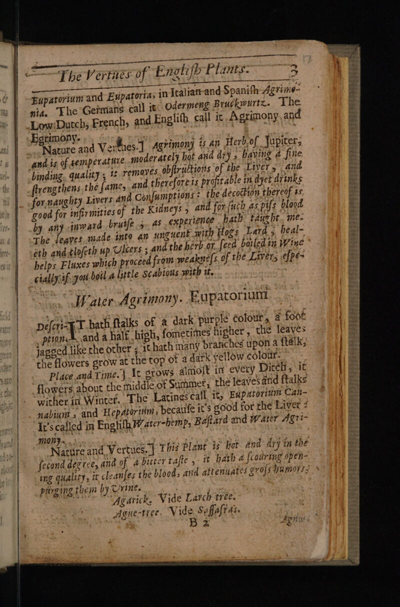 ener, | re a Eupatorium and Expatorta, in Italiat-and Spanifh Agrime- nia. “he Germans call it: Odermeng Bruckwurtz. The Dow:Dutch; French, and Englith call it Asrimony, and Eorimony. “eines. ye sisihe nhac Nature aad Verties.] Agrimony 1s an Herb-of Jupiter, andis of cemperature moderately hot aud dry 5 having 4 fine binding, quality ; it removes, obfiruttions of the Liver and vengthens the fame, and. therefore ts profitable in dyet drinks for, naughty Livers and Confamptions : the decoction thereof ss ood for imfirmities of the Kidneys and for {uch as pifs blood by any inward brute 5-45 experience hath taurht. me. The leaves, made inte an unguent with Hogs Lard 5 beal- éth andtlofeth up Uleers. : andthe hérb.or_fe helps Fluxes which proceed from weaknels of the Liver; efpé> cially ify hoil.a little Scabious with it. . Water. Agrimony. Eupatorium Defari-Pt bath ftalks of a dark purple colour, 4 foot prion ®. and a halt high, fometimes higher , the leaves jagsed like the other ; 1¢hath many branches upon a {talk; the flowers grow at the top of a dark yellow colour. - Place and Time.| At grows gimolt in every Ditch, it flowers about the middle of Summer; the leaveSand ffalks wither in Winter. The .Latines call it, Eapatorivm Can- it’s good for the Liver ¢ Ir’s called in Engtifh W ater-hemp, Baftard and Water Agri MODY... oe Ropes PS Nature and Vertues. | This Pla fecond degree, and of a bucter tafte ,- tt hath a {courting spen- ing quality, it cleanfes the blood; atts purging them by Trine. Ae Ls. Ag Aatick, Vide Larch trée. _ Ague-tree. Vide $ affaly as. ma. B fs) \ ty |