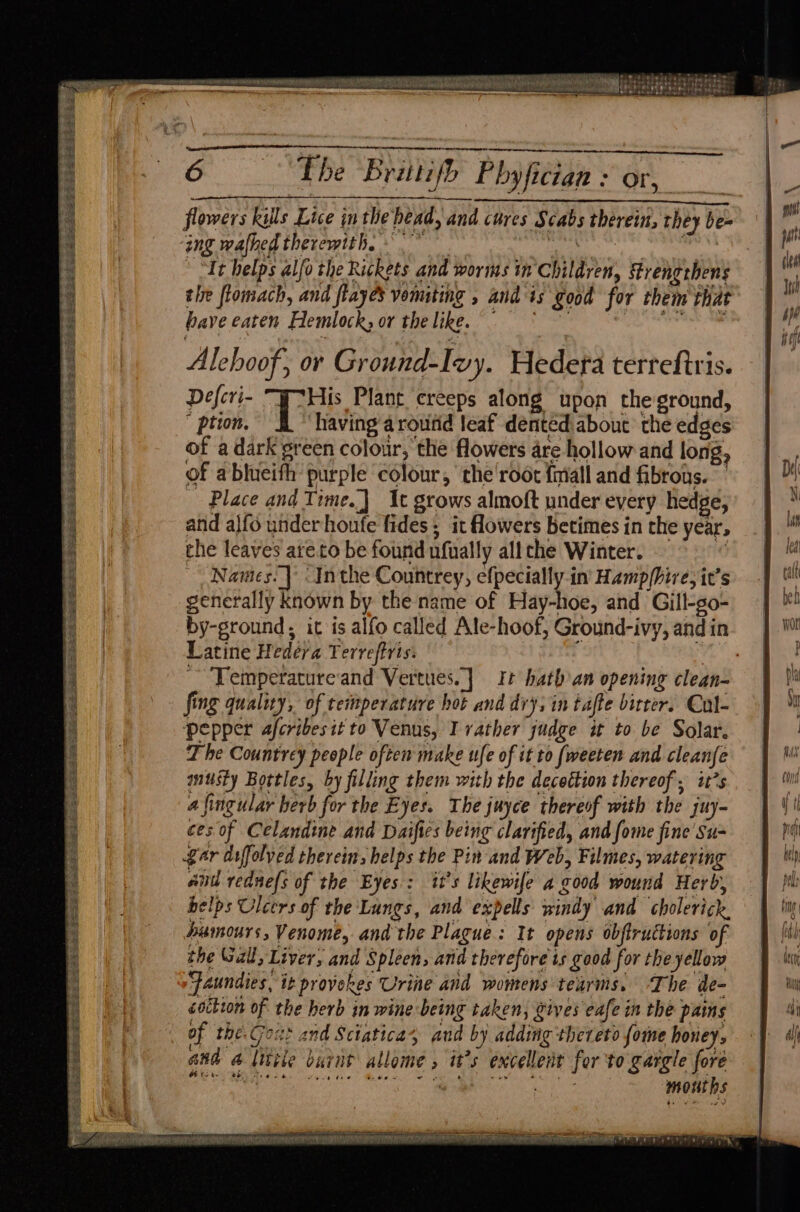 EASES tS ssi eT NEE Para DIC x SoS RS Be PS Be ee er Bae ES ean. aes Se tat kee ie ewes ea a Se AS Bde SOS TM ‘gE wen ee a y es Ee SS Sapiens eos Sue ore Ga SESE Se SE EE 6 The Briitifh Phyfician + or, flowers kills Lice inthe head, and cures Scabs therein, they be- ing wafhed therewith. °° Rasa S. “It helps alfo the Rickets and worms in Children, Srengrhens tle flomach, and flayes vomiting , andis good for thei that have eaten Hemlock; or thelike. = Pye ele & Alehoof, or Ground-Ivy. Hedera terreftris. Defcri- “FrHis Plant creeps along upon theground, ption. i having’around leaf dented about the edges of a dark sreen colour, the flowers are hollow and long, of ablueith purple colour, the'root {mall and fibrous. Place and Time.} It grows almoft under every hedge, and alfo under houfe fides; it flowers betimes in the year, the leaves are to be found ufually all che Winter. : Names. | Inthe Countrey, efpecially-in Hamp/hire, it’s generally known by the name of Hay-hoe, and Gill-go- by-ground, it is alfo called Ale-hoof, Ground-ivy, and in Latine Hedéra Terreftris. fing qualuy, of temperature hot and dry; in tafte bitter. Cul- pepper afcribesit to Venus, Ivather judge it to be Solar. T he Countrey people often make ufe of it to (weeten and cleanje musty Bottles, by filling them with the decettion thereof, it’s afingular herb for the Eyes. The juyce thereof with the juy- ces of Celandine and Daifies being clarified, and fome fine’ Su- gar difolyed therein, helps the Pin and Web, Filmes, watering and rednels of the Eyes: it’s likewife a good wound Herb, helps Ulcers of the Lungs, and expells windy and cholerick, humours, Venome, and the Plague: It opens obftructions of the Gall, Liver, and Spleen, anid therefore is good for the yellow Paundies, it provekes Urine and womens tearms. ‘The de- coction of the herb in wine being taken, gives eafe in the pains of the: Coit? and Sctatica4 and by adding thereto fome honey. and & little burit allome , it’s excellent for to gargle fore Oe BR 6 NG the), Reve eS a rey Stan mouths he ee oe
