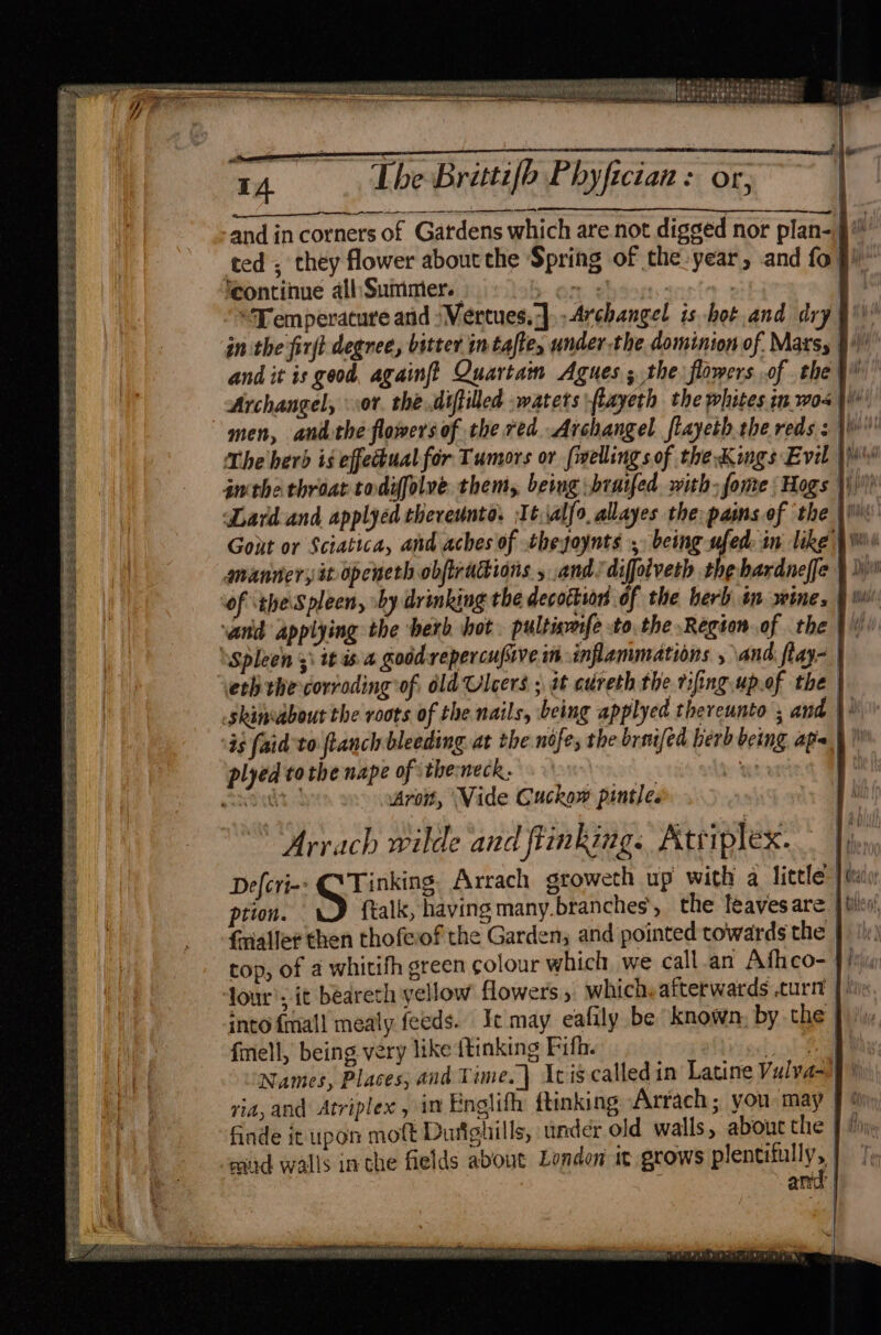 2s Sut eearh eh er Ses Ae eee eS Be re gee eee 14 The Brittifb P hyfician : OL, and in corners of Gatdens which are not digged nor plan- ted. they flower about che Spring of the year, and fo}! ‘continue all: Summer. ss : | “Temperature and /Vertues.]. Archangel is hot and dry | in the firjt degree, bitter in tafte, under the dominion of. Mats, and it is geod, againft Quartam Agues ; the: flowers of the} Archangel, sor. the..diftilled -watets flayeth the whites in wos ays men, andthe flowers of the red Archangel flayeththe reds : \ The herd is effectual for Tumors or (welling sof the Kings Evil })\\ Gout or Sciatica, and aches of thegoynts ,. being ufed: in like | of ‘theSpleen, »by drinking the decoction of the herb in wine, eth the corroding of, ld Ulcers ; it cureth the rifing.up.of the Aroit, Vide Guckow pintle. Arrach wilde and fiinking. Atriplex. Defcri-- CA Tinking. Arrach sroweth up with a licele: | uc ption. (talk, having many.branches’, the leavesare. j tilt frialler then thofeiof the Garden, and pointed towards the | top, of a whitifh green colour which we call.an Afhco- | lour’; it beareth yellow flowers , which afterwards .turtt into {mall mealy feeds. Ie may eafily be known, by the | fmell, being very like {tinking Fifh. ae Names, Places; and Time.} Iciscalled in Latine Vulya- via, and Atriplex, in Englith ftinking Arrach; you: may finde it upon mott Durighills, under old walls, about the | mad walls inthe fields about London it grows plentsnlt s and i