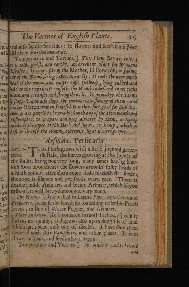 nd iy gs Evi af the i like fh Se, of the 0 Oh tN Ap ie yesate pth The Vertnes of Englifb Plants. is a <3 and alfo by ditches fides: Ic. flowers and feeds from June tillafter Bartholomewtide. | Temperature and Vertues.] Zhits Plant Saturn. vules » let is cold, motfty and earthy, an excelent. plant for Womens idifeafes.. Lt.cures, fits of the Mother, Diflocation, or falling — out. of the Wamb;being taken mwardly : It cools the over much heat.of the wommb,aud caufes eafie Delivery, being xubbedand held to the noftrilssit caujeth the Womb t0.de{cend. to its right Iplace,and cleanfesand ftrengthens 1. It provokes. the Terms if fopped,.and alfo flops. the immoderate flowing of them and [makes Barren women frastful.It is therefore good far fuch Wo- gnen as are[ubject to be troubled with any of the aforementioned Diftemperss to. prepare and.keep alwayes by them, a Syrup |enade of the juyce of this Herb and fugar, or honey » which. ¢ bef to cleanfe the Womb, otherwife ug at is more proper... | Defcrt- His Herb grows with a little joynted green. ption. ifhftalk, the leaves.growing at che joynts. of the ftalks, being not very long, many times having blac- | kith fpors upon'them: the lowers growin {piky heads of |a blufh colour, after them come little blackith flat feeds 5 i the.rootnis fibrous and | perifheth, every, year. ~There is | dead.or.milde Axfmart, and biting Arfmart, which if-you tafte. of, it will, bite your tongue very.much. o6 The Names.\.Ut:is called in,Latine Piper: Aquaticumsand alith Utarar Pannar nd Art sith Water Pepper, and Arfmart. ‘y leaves , in En rr i . - = + a * Pa ‘ . : A R a“ Place and.time.\ 1c is common in moftditches, elpecially fuch as’are muddy; and grows alfo upon dunghils of mud covered with. itin Hampfhire, and other places... Je is in flower in. f ute, and feéds about Aagu/t. Yemperature and Vertues..]. The imilde ts (aidt