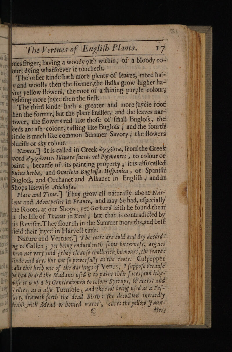 if Gs) | oe dc Aa Meus ewe Gh ,..Aones Riger; having a woody pith within, of a bloody co- Jour; dying whatfoever it toucheth. © ) 1) ‘The other kinde hath more plenty of leaves, more hai- ary and woolly then the former,the ftalks grow higher ha- _. Hing yellow flowers, the root of a fhining purple colour; ‘Belding more juyce then the firft. : _ fl The third kinde hath a gteater and more jupcie root ‘ml hen the former; but the plant fmaller, and the leaves nar- Power; the flowers ted like thofe of {mall Buglofs, the “leeds are afh- colour; tafting like Buglofs ; and che fourth  @ inde is much like common Summer Savory, the flowers “D>lueifh or sky colour. | ae ae Names. } Kis called in Greek ayy bu T ths from the Greek id Word asx.ductey, Illinere {ucco, vel Pigmentis , to colour or Wilbaine 5 becaufe of its painting property 5 it is alfo'called NWMeucus herba, and Onacleta Baglofja.Hifpanica , ot Spanith M@Buslofs, and Orchanet and Alkanet in Englifhy andin WEShops likewife Anchifa. 3 | }) Place and Time.) They grow all naturally about Nar= None and Afontpeliev in France, and may be had, efpecially d the Roots, at our Shops; yet Gerhard {faith he found.chent “iin the Ifle of Thanet in Kent ; but that is concradied by i Phis Revifer. They flourifh in the Summer moneths,and beft Wi Mield cheit jayce in Harvett time. 3 IM Nature and Vertues..] The roots are Cold and dry actord- i Bng oGalfen ; yer being endned with [ome bitrerne{s, argues OT hen not very cold ; they cleanfe chollerich bumours, the leaves Wpinde and dry, but not fo powerfully as the roots. Cufpepper calls this hery one of the darlings of Venus, F fuppofe becanfe MY Boe had heard the Madams ufed wt to paint t béwr facesjand like= nF pif eit i ufid by Gentlewomen to colour Syrtups, Waters; anid VN elliés, as # alfo Turnfole , and the raot being ujed as a Pef- Nery, drameth forth the dead Birth : the decoction inwardly i rsh with Alead ov honied water’, -ctives the yellow f aunt ATES 3 | { es rf] j