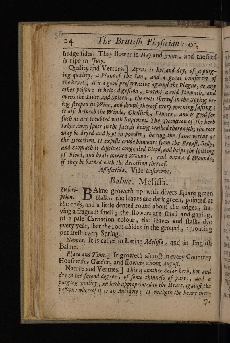 pebezisika gs ° BSE $85 ext # ELSE Sel CERES SV GAS SSE RSE SSL EAS Ep eee poe a eee Liegeker eset Stee eRa See Stay if es > T 8 ebe be mt ee a Lhe Brittifh Phyfician sor, hedge fides. They flower in May and, F-une » and thefeed is ripe in Fuly. “eS Ty Quality and Vertues.] Apens is hotand dr > Of apurg- the heart.; it is a good prefervative ag ainft the Plague, or.any other poifon: it helps digeftion, warms g cold Stomach, and opens the Liver.and Spleens the roots thereof in the Spring be- it alfo helpeth the Winde, Challick, Fluxes, ands S004 for fuch as are troubled with Ruptures. The Decoétion of the herb may be dryed and kept in powder , having. the fame vertue as the Decottion, Ir expells crude humours from the Breaft, Belly, and Stomach:it diffolves congealed Blood,and helps the {pitting of Blood, and heals inward Wounds > and outward Wounds, if they be bathed with the decottion thereof. . Affafetida, Vide Laferwort. Bale, Meliffa. Defcri- Alme groweth up with divers {quare green tion. {talks, the leaves are dark green, pointed at che ends, and a little dented round about che edges, ha- ving a fragrant fmell ; the flowers are {mall and gaping, of a pale Carnation -colour » the leaves and {talks dye every year, butthe root abides in the ground , {prouting out frefh every Spring. Names. It is called in Latine Meliffa , and in Englith Balinetis}ies ys. | | Place and Time.] It groweth almoft in every Countrey Houfewifes Garden, and flowers about August, Nature and Vertues.] This is another Solar herb, hot and dry in the fecond degree ; of fome thinuels of parts, and 4 purging quality ~ an herb appropriated to the Heart,avamft the haftions whereof it is an Antidote : It maketh the heart mers Ve Sie => = = | i |! Brea q sig 7 HB dovey {0 c0t a B Goi