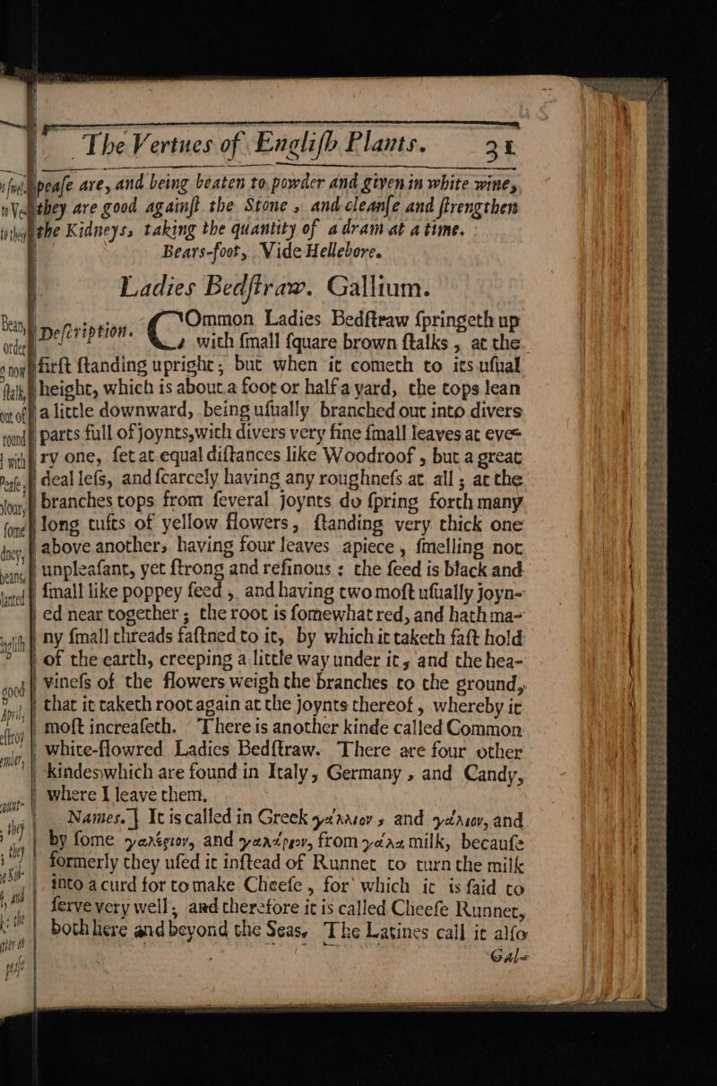 Bears-foot, Vide Hellebore. Ladies Bedftraw. Gallium. deallefs, and f{carcely having any roughnefs at. all; ac the -unpleafant, yet ftrong and refinous : the feed is black and | {mall like poppey feed , and having two moft ufually joyn- ed near together; the root is fomewhat red, and hath ma= vny {mall threads faftned to it, by which it taketh faft hold | of the earth, creeping a little way under it, and the hea- | vinefs of the flowers weigh the branches co the ground,, that ic caketh root again at the joynts thereof , whereby ir moft increafeth. There ts another kinde called Common _white-flowred Ladies Bedftraw. There are four other Kindegwhich are found in Italy, Germany , and Candy, Names. | Itiscalled in Greek yaaarey s and yeas, and | by fome yanégtov, and yeadzpgov, fromydaz milk, becaufe formerly they ufed it inftead of Runnet to turn the milk into acurd for tomake Cheefe , for which ic is faid to ferve very well, ard therefore it is called Cheefe Runner, both here and beyond the Seas) The Latines call it alfo | sa ee Rae om gin x