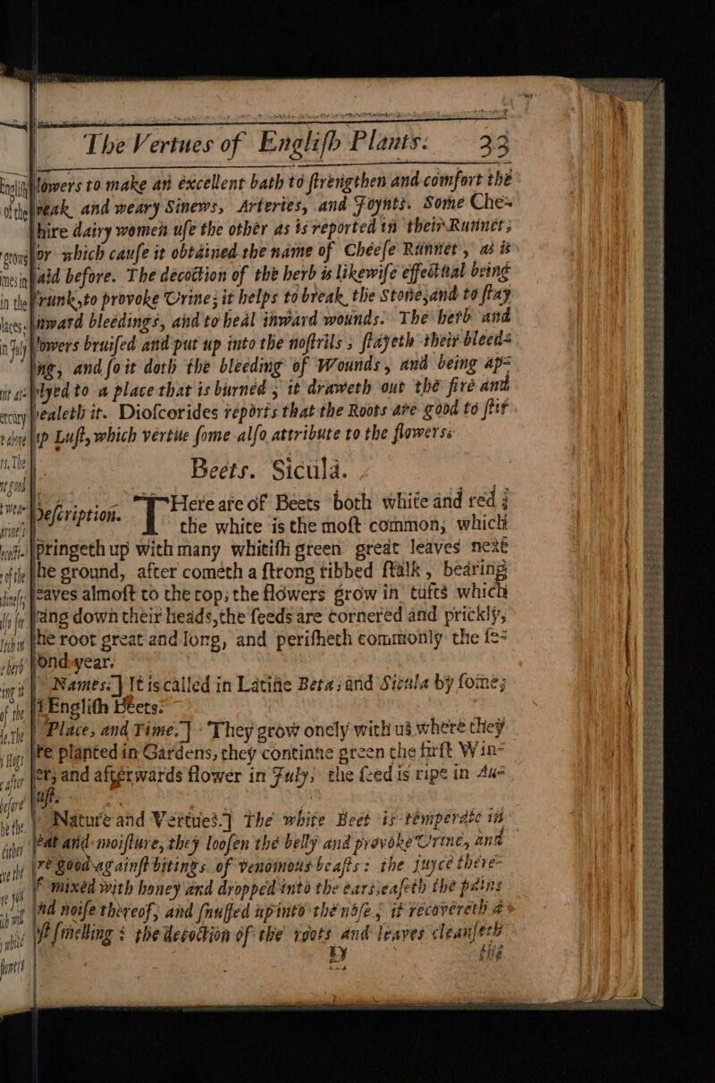 ith Stonsy mnesin in the Laces} ay Ch in pt q nt att tciity tone rs The nf | rinpl Aine s | | 4 | } ' lab if ml stl | i | Mee a Fee cee lowers to make an excellent bath to ftrengthen and comfort the veak and weary Sinews, Arteries, and Foynts. Some Ches or which caufe it obtdined.che name of Chéefe Renner , as i aid before. The décottion of the herb ts likewife effedtnal being runk,to provoke Urine; it helps tobreak the Stone,and to fray award bleédings, and to heal inward wounds. The herb and lowers bruifed and put up into the noftrils ; flayeth their bleed dyed to a place that is burned, it draweth out the fire ant ealeth it. Diofcorides reports that the Roots are good to ftit ip Luft, which vertite fome alfo attribute to the flowers: Beets. Siculd. peel the white isthe moft common, whicli 1Englith Beets: i | Place, and Time. * They grow onely with us where they £132 ay