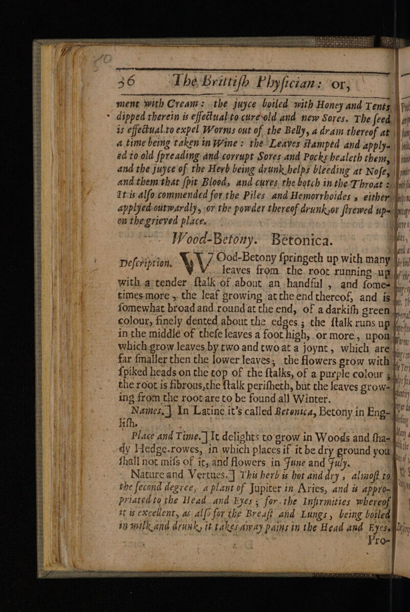 52 2x ’ ot ~as oe rf £2 eS a ae eect. — ee ee ee Se ee es a gees peter an eS NR Ra Fe SB Ae ee et ee ae SR AL ta Se ee Sie SRABESES Sees = sas = UCP BE AEA NE OPE AAAIN Ap eet £6. 3 ie GSE Se ae: es Ses Stee Et See se PERS SES ——— Si Sied seme © 8 he a palcearelngesneearen « nil tieteimeniel 36 Lhe Brittifh Phyfician: or, —— ment with Cream: the juyce botled with Honey and Tents \)yi dipped therein is effectual.to cure\old and new Sores. The feed. \ ms is effectual.to expel Worms out of the Belly, a dram thereof at |) fu a time being taken in Wine: the Leaves stamped and applya \\ iil ed to old {preading and corrupt Sores.and Pocks healeth them, \ iw and the juyce of the Herb being drunk helps bleeding at Nofe, |i and them-that (pit Blood, and cures. the botch inthe Throat + il It is alfo commended for the Piles and Hemorrhoides 5 either Bij applyed outwardly, -or the powder thereof drunk;or firewed up= iim on thegrieved place. | | ke Wood-Betony. Bétonica. pis, ANd 4 DefcPiptionl \ / Ood-Betony {pringeth up with many }j,y d leaves from. the. root running up jy, with a tender ftalk of about an handful , and fome- Li, times.more ,.the leaf growing atctheend thereof, and is ee fomewhat broad and round atthe end, of a darkith green | colour, finely dented about the edges ; the ftalk runs up I, in the middle of thefe leaves a foot high, or more, upon. a which grow leaves. by two and twoat a joynt, which are bi i far {maller then the lower leaves; the flowers prow with i, {piked heads on the top of the ftalks, of a purple colour sh big the root is fibrous, the {talk perifheth, but the leaves grow=|/ f | ing from the rootare to be found.al) Winter. ft Names, | In Latine it’s called Berenica, Betony in Eng-} itth. an, Place and Time. | It delights to grow in Woods and tha-}..)' dy Hedge.rowes, in which places if it be dry ground you}. jhall not mifs of ic, and flowers in Fune and Fuly. | Nature and Vertues.] This herb is hot and dry , aloft ro’ the fecond degree, a plant of Jupiter in Aries, and is apt) ma priated to the Head.and Eyes ; for. the Infirmities whereof its excellent, as al(i for the Brea} and Lungs, being botled in wilk and aruAR, tt takesaway pains in the Head and Eyese Dei