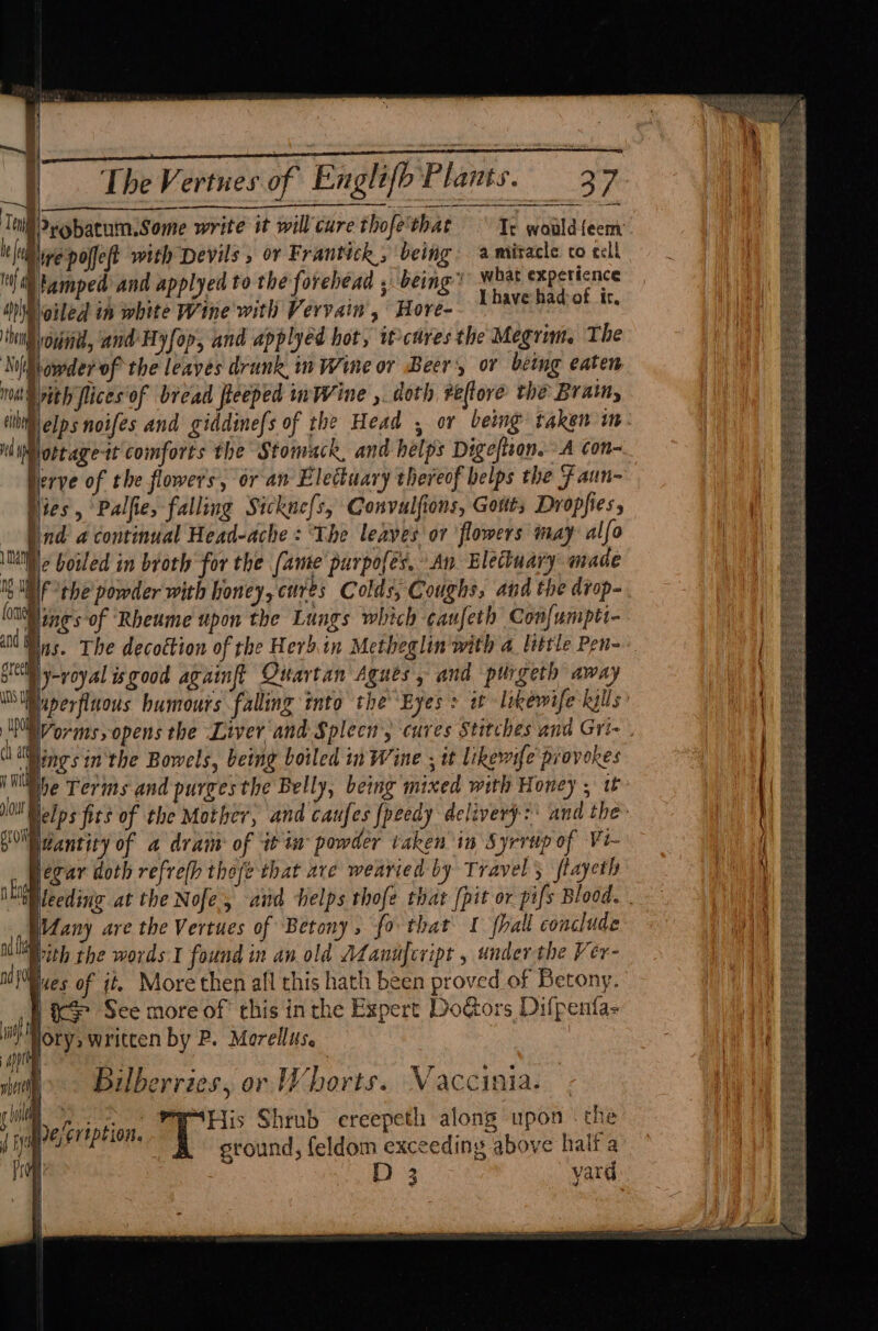 Meine poet with Devils , or Frantich, being a miracle co tell af \tamped and applyed to the forehead , being” guts nat it h ices of bread fieeped inWine ,. doth reftore the Brat, Ln | elps noifes and giddinefs of the Head , or being taken in Herve of the flowers, or an Electuary thereof helps the F aun- Ind a continual Head-ache : ‘The leaves or flowers inay alfo MUI e boiled in broth for the (ame purpofés, An Electuary made ng Ui) fort a and i ; il i , 4 | lhe Terms and purges the Belly, being mixed with Honey , tt pdantity of a dram of it in powder taken in Syrrup of Vi- hegar doth refrelh thee that are wearied by Travel ftayeth ee”) are the Vertues of Betony, fo that I fhall conclude i With the words:I found in an old Aanufcript , under the Ver- it es of jt More then afl this hath been proved of Betony. oth KF See more of this inthe Expert DoG@ors Difpenta- i Hoty, written by P. Mereilis. : Appt | : ¢ ° , . > 6 e wat Dalberries, or Whorts. Vaccinia. His Shrub ereepeth along upon «the sround, feldom exceeding above half a | ld mE i Pra | D 3 vard efcription.