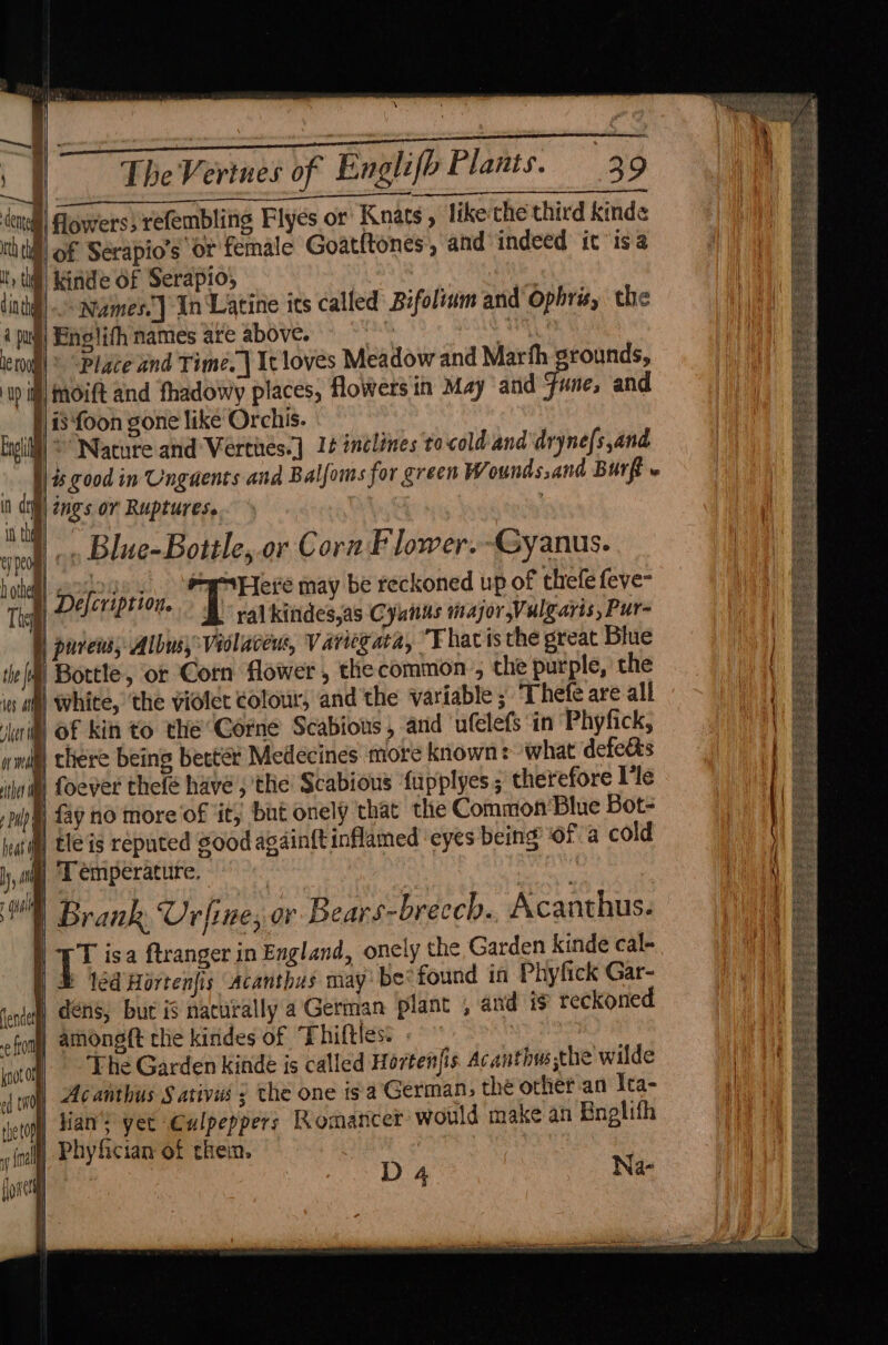 \ The Verines of Englifb Plants. 39 tdaaere tee tre en oe | flowers; refembling Flyes or Knats , like the third kind I of Serapio’s or female Goatltones,, and indeed it isa | kinde of Serapio, ae Names] In Latine its called Bifolinm and Ophris, the 4 pu) Englith names are above. 7 hie ierougl © “Place and Time. | It loves Meadow and Marfh grounds, up itll MOift and fhadowy places, flowers in May and June, and 1. Blue-Bottle, or Corn Flower. -Gyanus. -ojoge, #yewHete may be reckoned up of thefe feve- Theil PEMERE On 2 ral kindes,as Cyanus major Vulgaris, Pur- b) purens, Albusy Vidlaceu, Variegata, “Thacis the great Blue ‘Bottle, or Corn flower , the common , che purple, the | white, the violet colour, andthe variable ; Thefe are all uti) OF kin to the Corne Scabious , arid ‘ufelefs in Phyfick, nity there being bectér Medecines more known: what defects ini) Loever thefe have , the Scabious fupplyes ; therefore I’le mpl fay no more'of it, but onely that the Common Blue Bot- kat il] tle is reputed Sood again{t inflamed ‘eyes being of a cold jam) Temperature, 4) Brank Urfine; or Bears-brecch., Acanthus. iv isa ftranger in England, onely the Garden kinde cal- © led Hortenfis Acanthus may: be* found in Phyfick Gar- ‘ence Gens; bur is nacurally aGerman plant , and is reckoned foal) among(t the kindes of Thiftles. - i The Garden Kinde is called Hortenfis Acanthws the wilde {ti Acanthus § arives ; the one is a’German; the other .an Ita- wh Han’? yet Culpeppers Romancer would make an Bnelifh the top D4 Na- j i , (nlf) Phyfician of them.