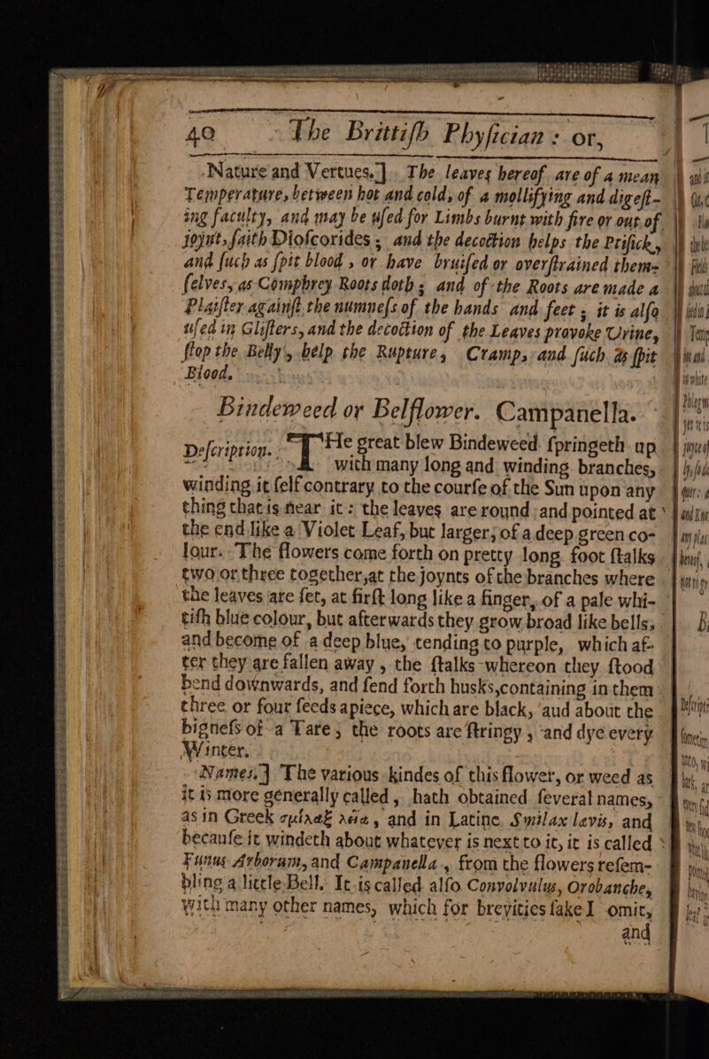 Set PASSE SSS Se Spee eed Poe sree es Sse ee 12 S a \ t i | 3 z 3 sug Seiccewei eee ess —— iit r3 : pipet Sree Ser irae Sees Ses > PS Se ees eee ee ke eee See A ee ee eS Se © 09 De te be PPR ae es it? 4. Pate 40 The Brittifb Phyfician + or, &amp; Nature and Vertues..]. The leaves hereof are of amean \ ali Temperature, between hot and cold, of a mollifying and digeft~ i) (iy sug faculty, and may be ufed- for Limbs burnt with fire or out of. We tl joynt, faith Diofcorides . and the decottion helps the Ptifich., |) il and fuch as {pit blood , or have bruifed or overftrained them= ” \h fii Plaifter againft the numuefs of the hands and feet 3 it is alfa} iii “fed in Glifters, and the decoction of the Leaves provoke Urine, ip Tea flop the Belly’, help the Rupture, Cramp, and fuch ds (pit | Wal Biood. Bindeweed or Belflower. Campanella. bi ete “ ‘He great blew Bindeweed. {pringeth. y Dele fia ok 40 i many long and aly a bs /od winding it felf contrary to the courfe of the Sum upon any} qir: thing thatismear ic: the leaves are round and pointed at * | adr the end Jike a Violet Leaf, but larger, of adeep greenco- | ay la four. The flowers come forth on pretty long foot ftalks | inf, two or three together,at the joynts of the branches where | j ty tue leaves are fet, at firft long like a finger, of a pale whi- | tith blue colour, but afterwards they grow broad like bells, | and become of adeep blue, tending to purple, whichaf — ter they are fallen away , the ftalks ‘whereon they ftood bend downwards, and fend forth husks,containing inthem || three or four feeds apiece, which are black, ‘aud about the Mi bignefs of a Tare, the roots are ftringy , and dye every | = len Names.] The various kindes of this flower, or weed as Diy it 5 more generally called, hath obtained. feveral names, | Mey f asin Greek oulaek adie, and in Latine Smilax levis, and y becaufe it windeth about whatever is next to it, it is called < Wel Funus Arboram, and Campanella, from the flowers refem- ie bling a litcle Bell. It-ts called alfo Convolvilus, Orobanche, bain with many other names, which for breyitiesfakeI omit, §f jy : and |