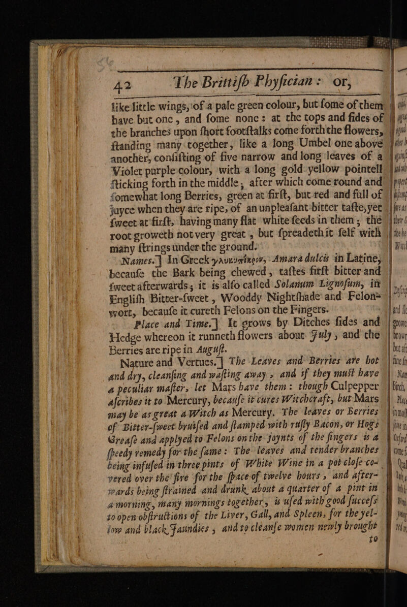 Fee yy rons hv RUT RE BRIN UR Aa gn oan OANA Gah 22548 1S peer ae ete am = = SAREE ST Man ls id tel SOW Re ei thhirce wom ely PF | Sere £32 ibssted set isdeuseeeeseegess se 42 The Brittifb Phyfictan: or, like litcle wings, of a pale green colour, but fome of them § iil! have but one, and fome none: at che tops and fides of '§j | che branches upon fhort foorftalks come forththe flowers, | i ftanding many cogether, like a long Umbel one above Dai! another, confiiting of five narrow and long ‘leaves of a | gui Violet purple colour, with a long gold yellow pointell | ay) fticking forth inthe middle, after which come round and pic fomewhat long Berries, green at firft, but red and fall of | iin juyce when they are ripe, of an unpleafant:bitter tafte, yet” | fru {weet at firft, having many flat whitefeedsin them ; the | ter’ root groweth notvery great , bue fpreadethit felf with | tite many f{trings under the ground. 1 Wit \ \Names.] In Greek yavevarineov, Amara dulcis in Latine, | becaufe the Bark being chewed, taftes firft bitter and | fweet afterwards; ic is. alfo called Solanum Lignofum, in | Englith Bitcer-fweet , Wooddy Nightfhade and Felon= | wort, becaufe it curech Felons on the Fingers. hand f Place and Time. Ic grows by Ditches fides and’ | son Hedge whereon it runneth flowers about. Fuly , and che | bron Berries are ripe in Auguft. | buraf Nature and Vertues. | The Leaves and Berries are hot” | ief and dry, cleanfing and wafting away » and if they must have | Na a peculiar mafter, let Marshave them: though Culpepper | Ditch, aferibes it to Mercury, becaufe it cures Witchcraft, but Mars | Dx, may be as great 4Witch as Mercury. T he leaves or Berries | inno of Bitter-[weet bruifed and flamped with rufly Bacon, or Hogs hini Greafe and applyed'to Felons onthe joynts of the fingers sa § Ost fheedy remedy for the fame: The leaves and tender branches | tine being infufed in three pints of Vehite Wine in a pot élofe con vered over the fire for the [pace of twelve hours , and after- | ly | Ba = 2s ee ee ee > es PEERS OS ES eee ES SSIS Bees ards being firamed and drunk about a quarter of a pint in a morning, many mornings together, is ufed with good faccefs | to open obftruttions of the Liver, Gall, and Spleen; for the yel- love and black, Faundies 5 and to cleanfe women newly brought | fe RESET ee eee hog La res MIB A ORT hee Oe ee ee ba Ae a pes EPRI GARIN 1 SR FOE, ORAL lh SRE DRE GROAN fie wry