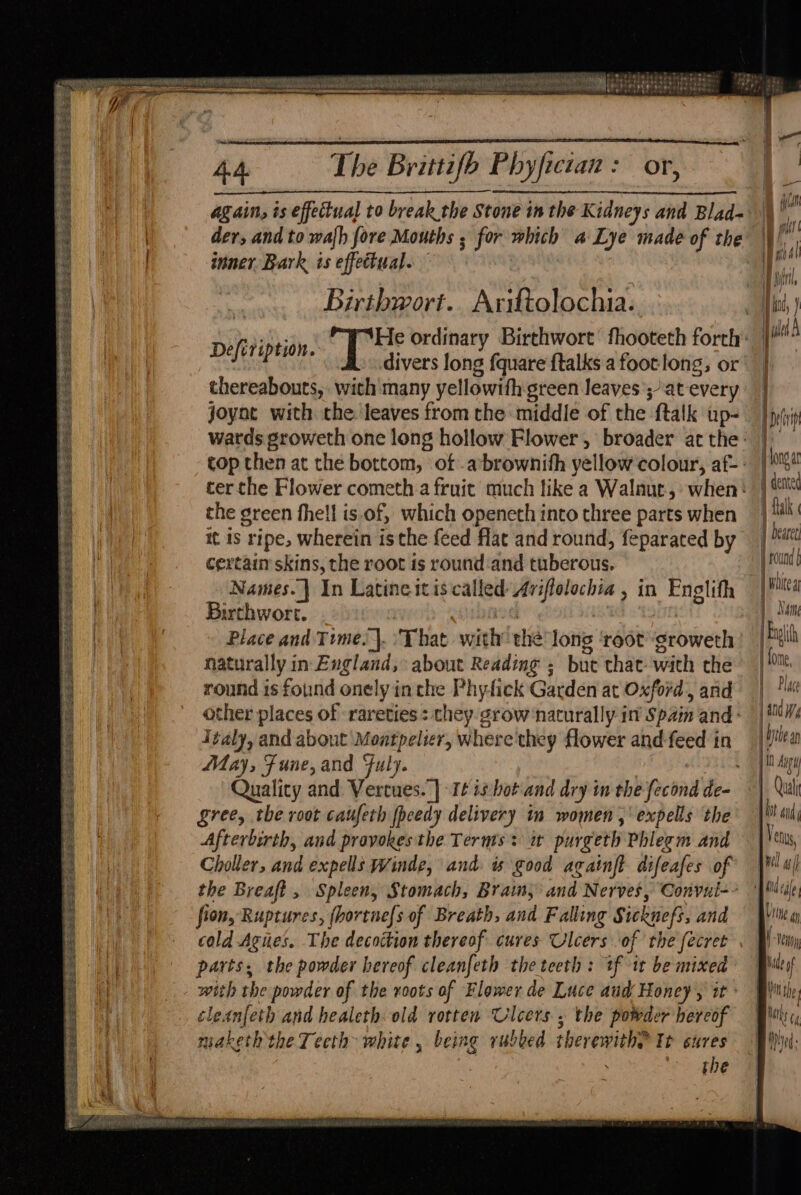 FR OSS Ges ea bs S ea SERS S PES SEN Ee ee SSS ig: Si goes ae jab ees CSAS ERS 1c kss Sees TE sag SES ee Bee Se eee ee ee eo oe ee ee Te Yl Lagann ng igi: sti - i Ad The Brittifh Phyfictan: or, der, and to wafh fore Mouths ; for which a Lye made of the inner. Bark is effectual. Birthwort.. Ariftolochia. Defiription. thereabouts, with many yellowith green leaves; at every joynt with the ‘leaves from the middle of the ftalk up- ter the Flower cometh a fruit much like a Walnut, when: the green fhell is. of, which openeth into three parts when it is ripe, wherein isthe feed flat and round, feparated by certain skins, the root is round-and enberbiis. Names. In Latine tt is called: 08 nie > in Englith Burthwort. Place and Time. }. ‘That with thé long ‘root groweth naturally in England, about Reading ; but that: with the round is found onely inthe Phy-fick Garden at Oxford, and other places of rareties : chey grow’ naturally in Spaim and: Italy, and about Montpelier, where they flower and feed in May, Fune,and Fuly. Quality and Vertues. |] -1¢ is: bot and dry in the econ de- gree, the root caufeth fpeedy delivery in women, expells the Afterbirth, and pravokes the Terms: it purgeth Phlegm and Choller, and expels Winde, and. is good againft difeafes of the Breaft , Spleen, Stomach, Brain, and Nerves, Convul-~ fion, Ruptures, (hortne{s of Breath, and F Falling Sicknefi, and cold Aghes. The decoction thereof cures Ulcers of the fecret patie the powder hereof cleanfeth the teeth : tf it be mixed with the powder of the roots of Flower de Luce and Honey, tt ° eleanfetb and healeth old rotten Ulcers , the powder hereof fie keth the Teeth white , being rubbed tberenvithe It sures the ' Wt Ml, ict, J | wld | } i yep Hong at i dented 1 ak 1 Deatet ; {0 und f white | | Nan