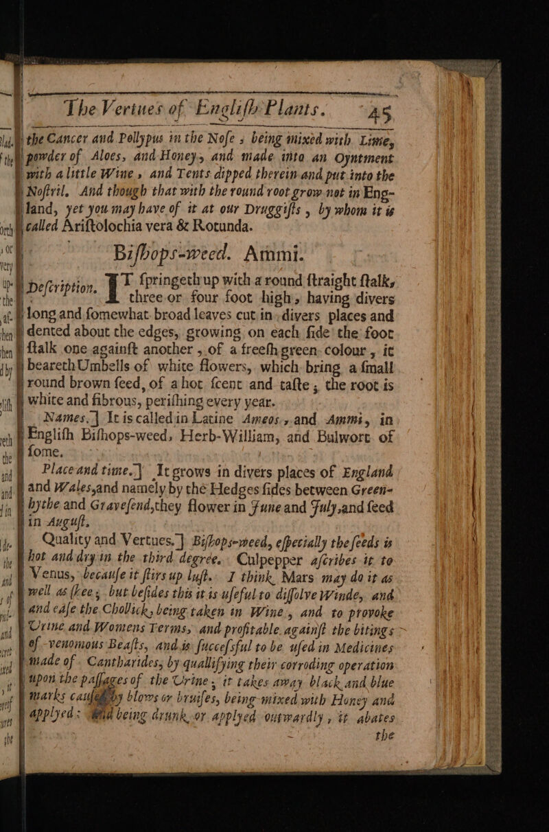 = = =e ae = r — ae ed a i) at. ° hen The Verines of Englifh Plants. AS eee powder of Alocs, and Honey, and made inte an Oyntment with alittle Wine, and Tents dipped therein and put into the Nofivil, And though that with the round root grow not in Eng- land, yet you may have of it at our Druggifts , by whom it is three or four foot high having divers slong and fomewhat. broad leaves cut.in-divers places and |dented about the edges, growing on each fide’ the foor by F | bearethUmbells of white flowers, which: bring a {mall jround brown feed, of ahot {cent and tafte ; the root is white and fibrous, perifhing every year. Names, | Itiscalledin Latine Ameos.,.and Ammi, in | fome. Placeand time. It grows in divers places of England Quality and Vertues.]} Bihops-meed, efpecially the feeds is eB H j Bot anddry in the third degree. Culpepper afcribes it to ‘id | ¥ E8085 becauje it flirs up Luft. I think. Mars may do it as ft well as (bees but befides this it ts ufefulto diffolve Winde, and gle 9 404 cafe the Chollick, being taken in Wine, and. to provoke ig Pete and Womens Terms, and profitable. again? the bitings ~ iy | of venomous Beafts, andis fuccefsful tobe ufed in Medicines | made of . Cantharides, by qualifying their corroding operation | upon the pafages of the Urine. it takes away black and blue pmarks caufel dy blors or bruifes, being-mixed with Honey ane | ped: Wad being drunk.or applyed outwardly , tt abates bi . : > the