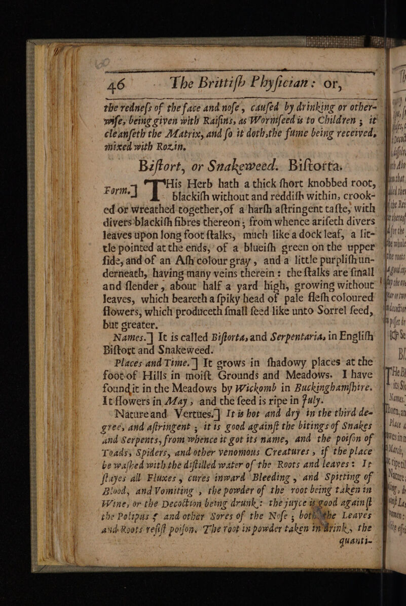 Ee ye SMALLS Sete Ce Cat Gein huemmena mene. | MRP RPMS EE a ‘ vane an : . ana va a cetci neers WN i i ai =) ie Seri pages P #6 © she Brittifb Phyfictan: or, ed a : im 5 ¢ TE yy “ the redne(s of the face and.nofe, caufed by drinking or other= \ F | : wife, being given with Raifins, as Wornfeed ts to Children ; it Wo 4 r 4 ‘ . : {inlay i | cleanfeth the Matrix, and fo it doth,the fume being received, Ae * a ‘ » ieee Vi w mixed with Rozin. B, : | H | aor Biftort, or Snakeweed. Biltottas Boi dh His Herb hath a thick fhort knobbed root, blackifh without and reddifh within, crook- ed or wreathed together,of a’harfh aftringent tafte, with divetsblackith fibres thereon; from whence arifech divers leaves upon long foot ftalks, much like a dock leaf, a fit- Form. | 4 fu Hy) fy the ov War or tm decd poet dy derneath, having many veins therein: che {talks are finall and flender , about half .a yard high, growing without leaves, which beareth a f{piky head of pale flefh coloured flowers; which produceth fmall feed like unto Sorrel feed, but greater. | Names.] It is called Biforta,and Serpentaria, in Englith | Ie Biftogt and Snakeweed. |p Places and Time.| Tt grows in fhadowy places atthe | footof Hills in moift Grounds and Meadows. Ihave |[ 1h foundit in the Meadows by Wickomb in Buckinghamfhire. Si Itflowers in AZay , and the feed is ripe in fuly. Names, Nacureand. Vertiies.] Itis hor and dry inthe third de= | hota grec, and aftringent ; itis good againft the bitings of Snakes © Place and Serpents, from whence it got its name, and the poifin of (Ming Toads Spiders, and other venomous Creatures , if the place PM, be walbed withthe diftilled water of the Roots and leaves: It : M tiper| flayes all Fluxes, cares inward Bleeding ,\ and Spitting of | Nate Blood, and Vomiting , the powder of the root being takenta , Wine, or the Decottion beg drunk: the juyce wygood again(t On La the Polipas ¢ and other Sores of the Nofe ; both the Leaves yim; aidRoots refift poifon, The root in powder taken indrink, the — Me th quanti~- i ae ~~ TRESS SpeSe aes Soa s ne es Le speees Seer er Pee 2s PS ae OFLA PRIM ARE UIA Ny BIBI MIEN cash ghd GR YG ML eb jgbebivaaie Naa OYE
