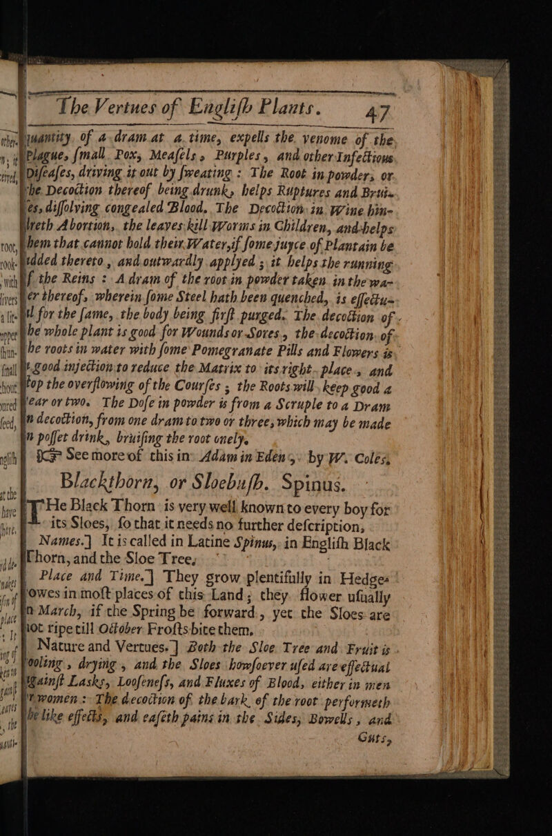 ne it eyed, Difeafes, driving it out by fweating : The Root in powders or Wweth Abortion,. the leaves:kill Wovins in Children, andchelps bSood mnjection.to veduce the Matvix to its.vight. places and lop the overflowing of the Courfes ; the Roots will keep good 4 ed, rh dee i ice See moreof this in: Adam in Edens. by W. Coles, Blackthorn, or Sloebufb. Spinus. fin if place +} ng @ ti pares the 5 | Names.] Itiscalled in Latine Spinus,. in Englith Black Owes in molt places of this Land; they. flower ufually Q March, if the Spring be forward-, yet the Sloes-are ooling , drying , and. the Sloes howfoever ufed are effectual aint Lasks, Loofenc{s, and Fluxes of Blood, either in men be like effects, and eafeth pains in she. Sides; Bowells , and | Guts,