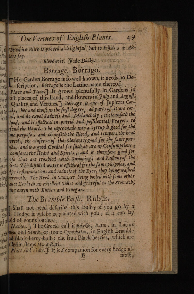 oBhodwoit. Wide Ditkss s ovo Borrage. Borrago. IHe Garden Borrage is fo well known, it needs no De- JL. feription. Borfago is che Latine.name thereof... ., | Place and Times] Je grows, plentifully. in Gardens in hoft places of this. Land, and:flowers in Fuly.and, Auguft. ) Quality and Vertes. } Borrage . i one of Jupiters Cor= Rials, bot and moifhin the firft degree, all parts of it are cor- ial, and doexpel Sadne{s and. Adelancholly 5 it cléanfeth the ood, and ts effectual in putrid and peftilential, Feayers to nafend the Heart.» The juyce made into a Syrrup % good for the ~ lume purpofe s and. cleanfeththe Blood, and tempers, the heat hereof, the conferve of the Elowers is goed for the [ame pur- hfes, and is a good. Cordial for fuch as are in Confumptions. comforts the Heart and Spirits, and. is therefore good for Wofe thae are troubled with, Swoonings and Pafions of the part. The diftiled water effectual for the fame pixpofes, and. ilps Inflammations and rednes of the Eyes, they being walbe erewith. The Herb. in Summer being boiled with fome other ohjallet Herbs.is an excellent Sallet and gtateful to the Stomach, ling eaten with Butter and Vineg are The Bramble Bufb. Rubus. [ Shall not need defcribe this Bufh; if you go by 2 iL Hedge it will be acquainted with you , if it cat lay lold of youricloathes:;) 2. .accano é Hh Waites.) TheGreeks call it BerG:, Batus, in Latine jibes and Séntisy of Lome Cynosbatas, in Englith Bramble jad Black-berry-bufh: che fruit Black-berries, which are Muedin,fhops MoréBatic > a we a yo | Place and Time.) 1c isd companion for eyery hedge al- 7 E more ; s