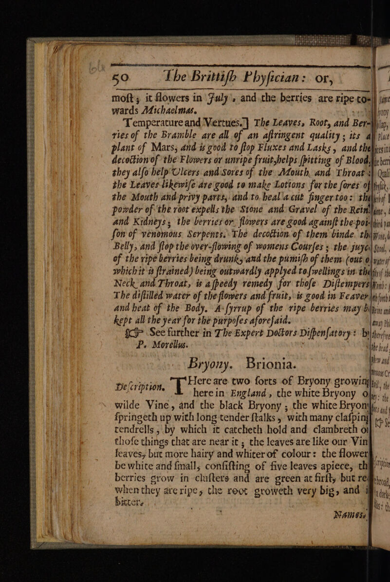 3 Sree te a es pat SSS SEES RSE SES PES LES See SESS Sa eS Si SPR ES SE Sea See PES Be et SS eS SEE Re SS eS Eeessrcre se Seeger ge cies | ¥ © we eens : Sesion hrantananreden j— 50 Tbe Brittifb Phyfician :. OF, Le moft; it flowers in uly’, and the berries are ripe-com) ji wards Afichaelmas. + es a Fon the Leaves likewife are good to make Lotions for the fores offpyiit, she Mouth and privy pares, and to heal acut finger too: thelpiig | powder of the root expells the Stone and: Gravel of the Rein: dine and Kidneys; the berries or. flowers ave good ag ainft the-pot\hii ri fon of venomous Serpents. The decottion of them binde, thiqiin, Belly, and flop the over-flowing of womens Courfes ; the. juye Simi, of the vipe berries being drunksand the pumifh of them: (out 0) yyyrif which it a flrained) being outwardly applyed tofwellings in. thapyi; Neck ana Throat, is afpeedy remedy for thofe Diftempersipy); The diftilled water of theflowers and fruit, is good in Feaver| and heat of the Body. As{yrrup of the ripe berries may bipin, y kept all the year for the purpofes aforefaid. {nu Ph ico See further in The Expert Doctors Difpenfatary + bilihyrly P. Morelly. “ithe bead . Bryony. Brionia. hw Ei hd Ona iow C De(cription, pec are two forts of Bryony growing bil, th 1ere in England, the white Bryony ae wilde Vine, and the black Bryony ; the white Bryony, fpringeth up with long tender {talks , wich many clafping me tendrells, by which it catcheth hold and clambreth oi} ~ * thofe things chat are near it ; the leaves are like our Vin leaves, but more hairy and whicer of colour: the flower§, be white and {mall, confifting of five leaves apiece, thi jp berries srow in clufters and are green at firft, but rei en ey areripe, the root groweth very big, and i Lets a | Naiese