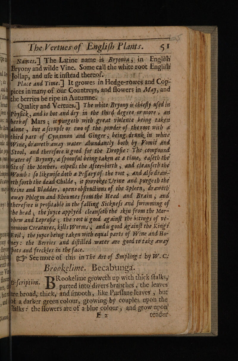 a tg ne rit Reconnect eer em RiP Ndiness| The Latine name is Bryomia;) in’ Englith Bryony and wilde Vine. Some call.che white.root Englifi NbN Follap, and ofe icinftead thereof...) 9 | OM Place and Time.} It growes in nil pices inmany of Our Countreys, and flowers in A447, and ‘Sliithe berries be ripe in Autumine, , . ee , intl - Quality and: Vettues..] Thewhtte Bryony is chiefly ufed in ve Phy fick, and ts bot and dry.im the third, degree,.or more ; an ii Merb of Mars, ipurgeth with great violence being taken epiebird part of Cynamon ‘and Ginger 3. being. drank, in white ile Mine, draweth-away water dbundancly. both, by. Vomit and, it WMStool, and therefore. is good, for the Dropfie: The compound (ti wegter of Bryony,-a {poonful being taken at a times eafeth the inliGes of the Mothers expells the Aftersbirth 5 and cleanfeth the empmZomb: fo likewifedoth a Peary ofthe toot 5..and alfodraw- away Phlegm and Rbeumes fromthe Head and Brain 5 and wy! Witherefore is profitable im the falling Sicknefs and fwimnting of Whe bead , the juyce applyed cleanfeth thé skin from the Mor- whew and Leprofie +. the root i good. againft the bitings of ve-. Joomous Creatures, kills Worms 5 and is good againft the King's LONE pil, the juyce being taken with equal parts of Wine and Ho- on) Wey: the Berries and diftilled water are geod to take away Bio pots and freckles an the face. 90 te AS ee af | sca See more of this in The Art of Smpling < by W.-C? “vi | Brookelime. Becabunga. eee flone Ie fe aa PE PRookelime groweth wp with thick ftalks, )D:/cription. 5 Pcl a ccclresehen #ebaeier tt, Oe RD parted into'divers brane 1¢8 4 the leaves ictiire broad, thick, and {mooth, Jike l urflanedeaves buc 4nd of a datker green colour, growing by couples, upon the Ralks # the flowers ate of a blue colour) and.grow upon sii f Bz render i \