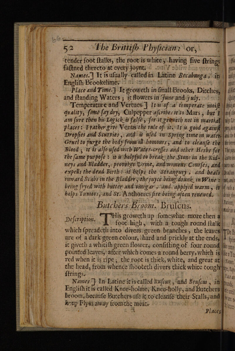 SAA BARTS FIs Hs =A rS = St ee SEES = Fe wSas S Set ES EERE EE SE rear crate st ren sree pebe le Tt oe hehe ecekity’. (REE ORT Rag Pye BPN PLP eee olee eees 52 fhe Brittifo-Phyfician: ‘or, tender foot ftalks, the Foot is whtite y-having five ftrings | ae faftned thereto'at every joynt: © .o8)V sbliv bac» | Names. } Ut isufually-calledin Latine Becabunga:s' ih |) wl Englith Brookeélimes: ti-cowes 3. fst ies PN esa Place and Time.) It groweth in {mall Brooks, ‘Ditches, |} ill places: Prather give Venus'the rule of wt. 1 is. good again f | nd Dropfies and Scurvies ,. anda ufed in Spring tume in water i anitte| Gruel to purge the body from wl.homours 5 and: to cleanfe the \teiwr Blood , tt ts alfoufed with Water-creffes and other Herbs for \ thy) the fame purpofe = it isthelpfulte break: the Stone in the Kids atest neys and Bladder,: provokes: C/rine, and womens: Courfes, and \mtut expells the déad Birth: \1t helps the Strangury, and heals \duhin inward Scabs tn the Bladder the juyce being: drunk, in Wines \wh mit being fryed with butter and. vinegar and applyed warm, G8 \f ah helps Tumors, ‘and St: Anthonics fire detig often reneweds = \dink th yet 4 a Butchers Broom. Brutcus. is His sroweth up :fomewhat» more then a} , foot: high, with a cough round alk): 2 which {preadeth into divers:greem branches, the leaves.!'rp. f are of a dark green colour, ‘hard and prickly at the ends, |4 {yj at giveth a whitith green flowers confifting of four round Uke ung pointed leayes, after which comesa ronnd berry, whieh is Mikey) red when itis ripe , the root is thick, white, and great at | Ny), Defcreption. the head, from whence fhooteth divers thick white congh'fin, Ri dtrings. ; Lot ied eae Lace ai Names}: In Latine itiscalled Rufous ,“and Brufcus , in’ thunds Englithit is called Knee-holme; Knee-holly, and Butchers ty. Broom, becaufe Butchers.ufé i¢ co clearife ‘their Srallspand dy, keep Pye) away fromrhe meaty WORE CN i) Maa Placest