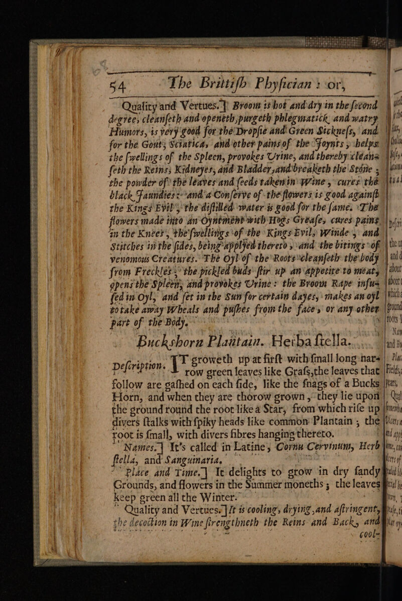 £ = ies PS SE StsdSs= re a a ee Se Steam Oi Dalat ES oe SNe et pe Fo is ca SS ee ee a ee ee ae ee ee ee (oe SSE SS SSCS SS AS Se SSS eae SE SES SRE RS ER RESETS CEES a CAEN AR SEEPS EOS ESN ae er Sats Se ee ESTES SESS ES SAEES es oe ae ees f POW se 5A The Brittifh Phyfictan : ‘or, Quality and Vertues..}) Broo 18 hot and'dry in thefecond | Gi degree, cleanfeth and openéth purgeth phlegmatick. and watry |! Humors, is very good for the Dropfie and Green Sickne(s,\ and. |)! for the Gout; Sciatica, and other pains of the Foynts » ibelps: [ls the fwellings of the Spleen, provokes Urine, and thereby cleans Wh feth the Reins; Kidneyes, and Bladder ,andbreaketh the'Stone ; | Mon black Faundiés: anda Conferve of the flowers is good againft the Kings Evil’, the difilléd water is good for the fame. ‘The | flowers made into anOyntment with Hogs Greafe, cures pains, | Dt Stitches in the fides, being’ applycd therero 5 and the bitings oft | theu venomous Creatures. The Oyl of the Roorscbeanferlr the body | i from Freckles ° the pickled buds: ftir up an ‘appetite to meat, | about opens the Spleen and provokes Urine: the Broom Rape infus jabont {edin Oyl, and fet in the Sun for certain dayes, makes an oyl | which totake away Wheals and pufhes from the face's or any other jonni part of the'Body. °° we | ' psa) a0 ot NM Buckshora Plantain. Herba ftella...... |inty Pe T groweth up at firft with {mall long:nars |: 2a Defi be dak j < green leaves like Grafs,the leaves that Fields follow are gathed on each fide, like the fnags of a Bucks |) Horn, and when they are thorow grown , they lie upon) Qu the ground round the root like a Star, from which rife 11) |frmenh divers {talks with {piky heads like common’ Plantain , the [ba root is {mall, with divers fibres hangingthereto, fd ap Names.] It’s called’ in Latine, Cornu Cervinum, Herb lim, fella, and Sanguinaria, eR ve lens “Place and Time.| Ic delights to grow in dry fandy Puli) Grounds, and flowers in the Summer moneths; the leaves fii!) keep sreenallthe Winter. | ae |e the decoction in Wine firengthneth the Reins and Back, and} Na oy iiiee tw soph iDecmtins AL Hai sliodt aie itp cook