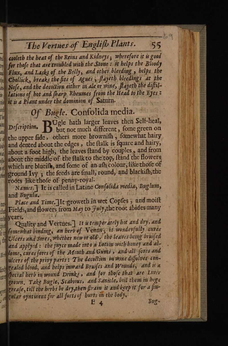 | cooleth the heat of the Reins and Kidneys ; wherefore it is good 1 for thofe that are troubled with the Stone « # helps the Bloody Flux, and Lasks of the Belly, and other bleeding , helps the it Chollick, breaks the fits of Agues 5 flayeth bleedings at the up Nofe, and the decoction either in ale or wine, flayeth the diftil- » Wlations of bot and. fharp, Rheumes from the Head to the Eyes : Nat is a Plant under the dominion of Saturn. “Of Bugle. Contolida media. ith side Uele hath larger leaves then Self-heal, f Deferiprit B eh not much different , fome green on ithe upper fide, others more brownifh , fomewhat hairy ) and dented about the edges, the ftalk is f{quare and hairy, gp about a foot high, ‘the leaves {tand ‘by couples,, and from about the middle of the ftalk to the'top, {tand the flowers which are blueifa, and fome of an-afycolour,likethofe of rontid Ivy 5° the feeds are fmall, round, and blackifh;the rodts liké chofe of penny-royal. Names} Weis called in Latine Confolida media, Buglum, \ Place and Time. jit-groweth iftwet Copfes 5 and moift | | ie land Bugutla.: ia Fields,and flowérs from May to Fuly,theroot abides many ie nck uycats. | a Mess! : Shu | ae oi Quality and Vertues:] It temper ately hot and dry, and wa fomewhat binding, an herb of Vennss tt wonderfully cures DOlcers and Sores, whether new or old,’ the leaves bemg bruifed Dand applyed : ‘the juyce made into n Lotion with honey and al- lome, cares fores of the Afouth and Guns and-all fores and ulcers of the privy parts: The decottion twine diffalyes: con- aniygealed blood, and helps inward Bruifes and Wounds, and vx egpectal herb in wound Drinks » and for thofe that are Lrver “'Ierown, Take Bugle, Scabious, and Santcle, boil them in bogs vt greale, till the herbs be dry,then fram it and’keep tt for a fiu- if pular oyntinent for all forts of burts in the body. f | E | et Bug-