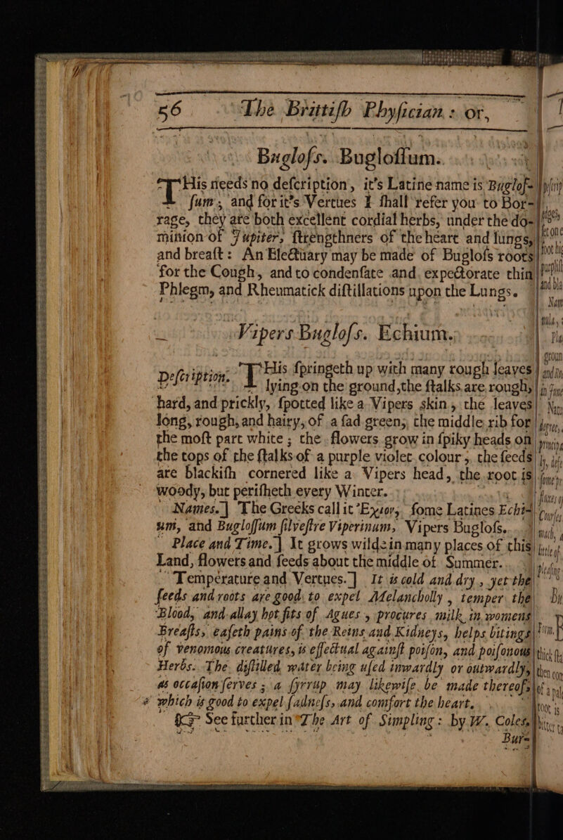 eens ed PAIN rong 1,9 hehe it ve bale bettas PEE tebe Tar als FASRIA LS RR eee ED arts LPs” itty obi. Ee RMT Pee si ROE Teo BSP ERR BELG EDIE PARE BT Ad BAREEAS CRESS BRS SST SAS FSCS ESS Buglofs. Buglofium. ata xa Ts needs no defeription, it’s Latine name is Buelof= pli » fum, and forit’s Vertues I fhall refer you to Bor=| rage, they ate both excellént cordial herbs, under the do- |!” minion of Jupiter, ftrengthners of the heart and lungs), and breaft: An Ele@tiary may be made of Buglofs roots! ue} for the Cough, and to condenfate and, expectorate thin age Phiegm, and Rheumatick diftillations upon the Lungs. — Pi , . i A AMAy 7 Vipers Buglofs. Echium, |) | q gtoun q lying-on the ground,the ftalks. are, roughy | jp 7, hard, and prickly, {potted like a Vipers skin, the leaves} \,, long, rough, and hairy, of a fad green, the middle rib for the moft parc white ; che . flowers grow in {piky heads on the tops of the {talks of a purple violet. colour ;, the feeds are blackifh cornered like a Vipers head, the root {$j woody, but perifheth every Winter. > peace | i Names. The Greeks callic*Exsor, fome Latines Echt! p,.,,’ um, and Buglofum filveftre Viperinum, Vipers Buglofs.... | gj De(eription: i Bic fpringeth up with many rough leaves } inv, | degre, priniy si : i 29) WAN, Place and Time. | It grows wildcin many places of chis) j, Land, flowers and feeds about the middle of Summer... ssh “Temperature and Vertues.] It is cold and.dry., yer the)’ feeds and roots are good: to expel Adelancholly , temper the\ by Blood, and-allay hor fits of Agues , procures milk. in womens Breafls, eafeth pains.of the Reins aud Kidneys, helps bitings| hf of venomous creatures, is effectual againft poifon, and poifonous th f Herbs. The. difiilled. water being ufed inwardly or outwardly) ther. . : : ve igs Fok: ; then (On 4 occafion ferves ; a fyrrup may likewife be made thereofs of anal * which is good to expel falne{s,.and comfort the heart... Nig 'e iF See further in’The Art of Simpling : by W.. Coles }\i., ; Bura} —